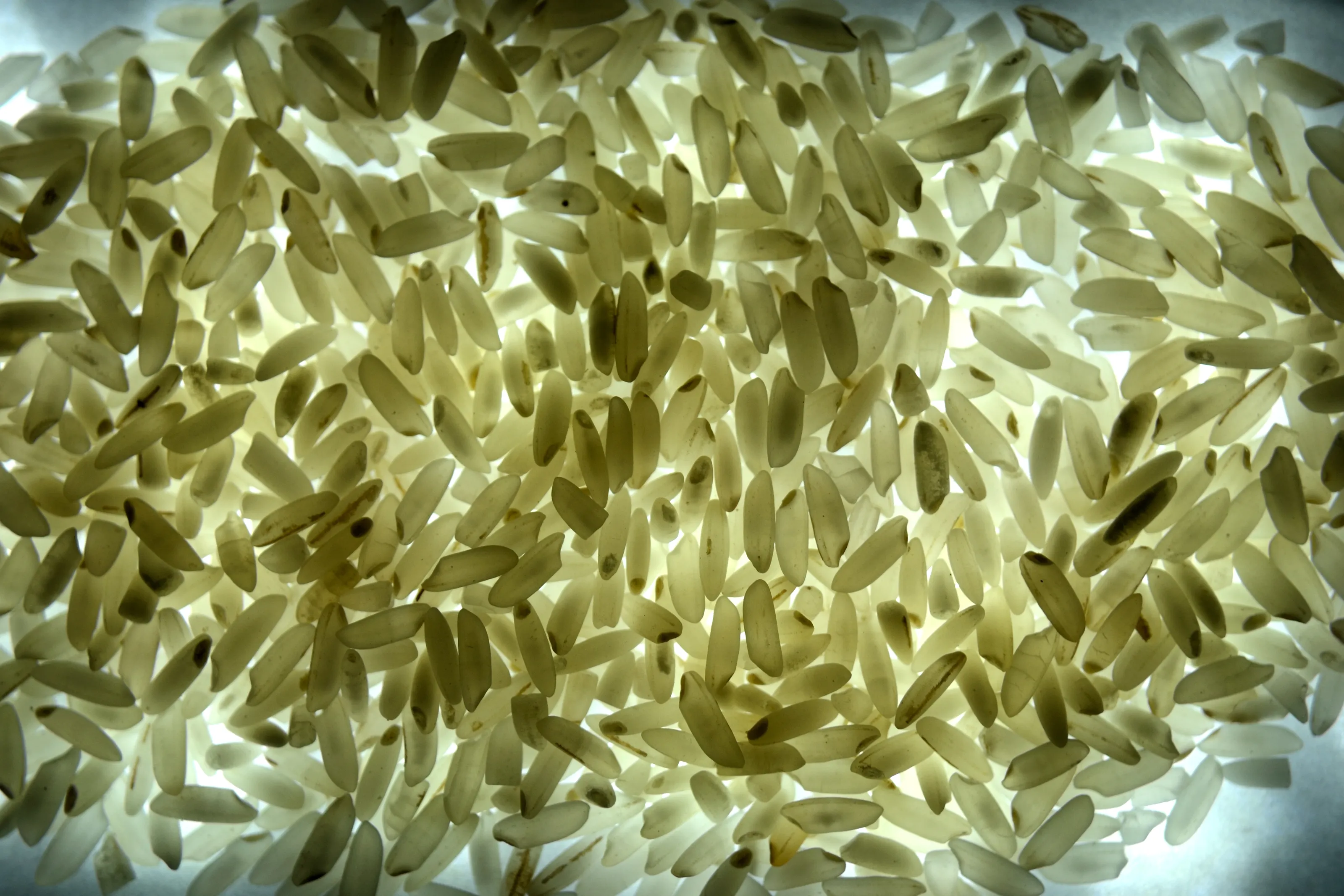 Growing or Uncooked Rice (in colour)