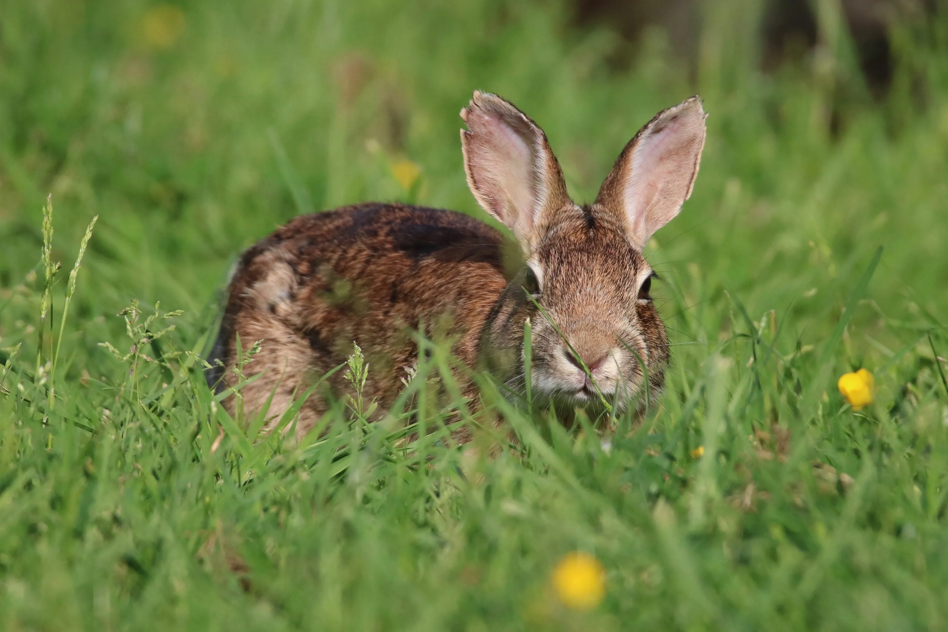 Wild Rabbits and Hares