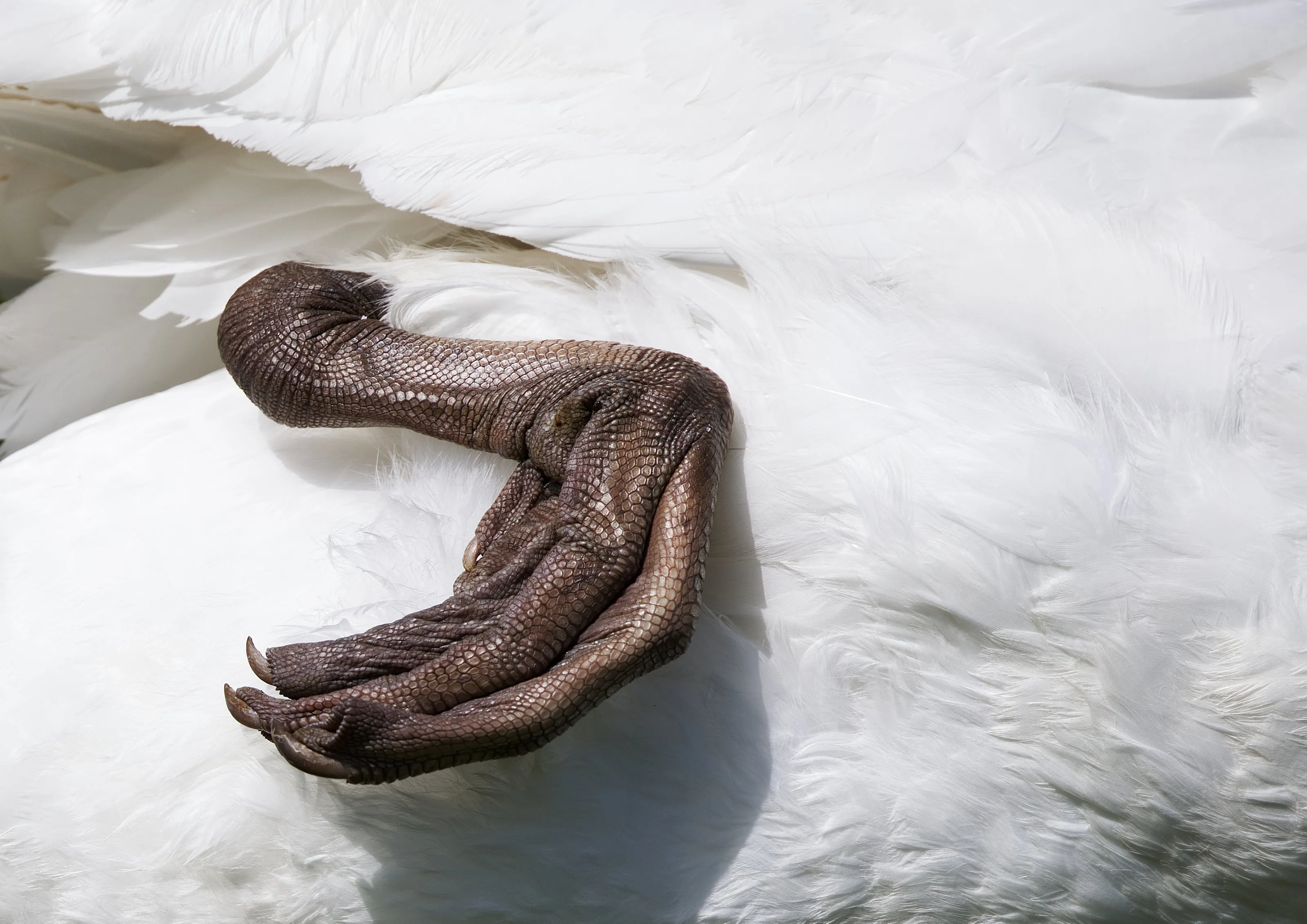 Close-Up of Parts of Adult Swans (no cygnets)