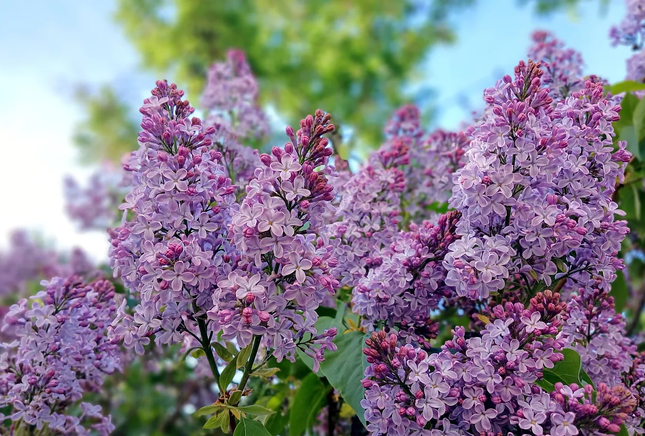 Flowers of the Lilac Plant (in colour)