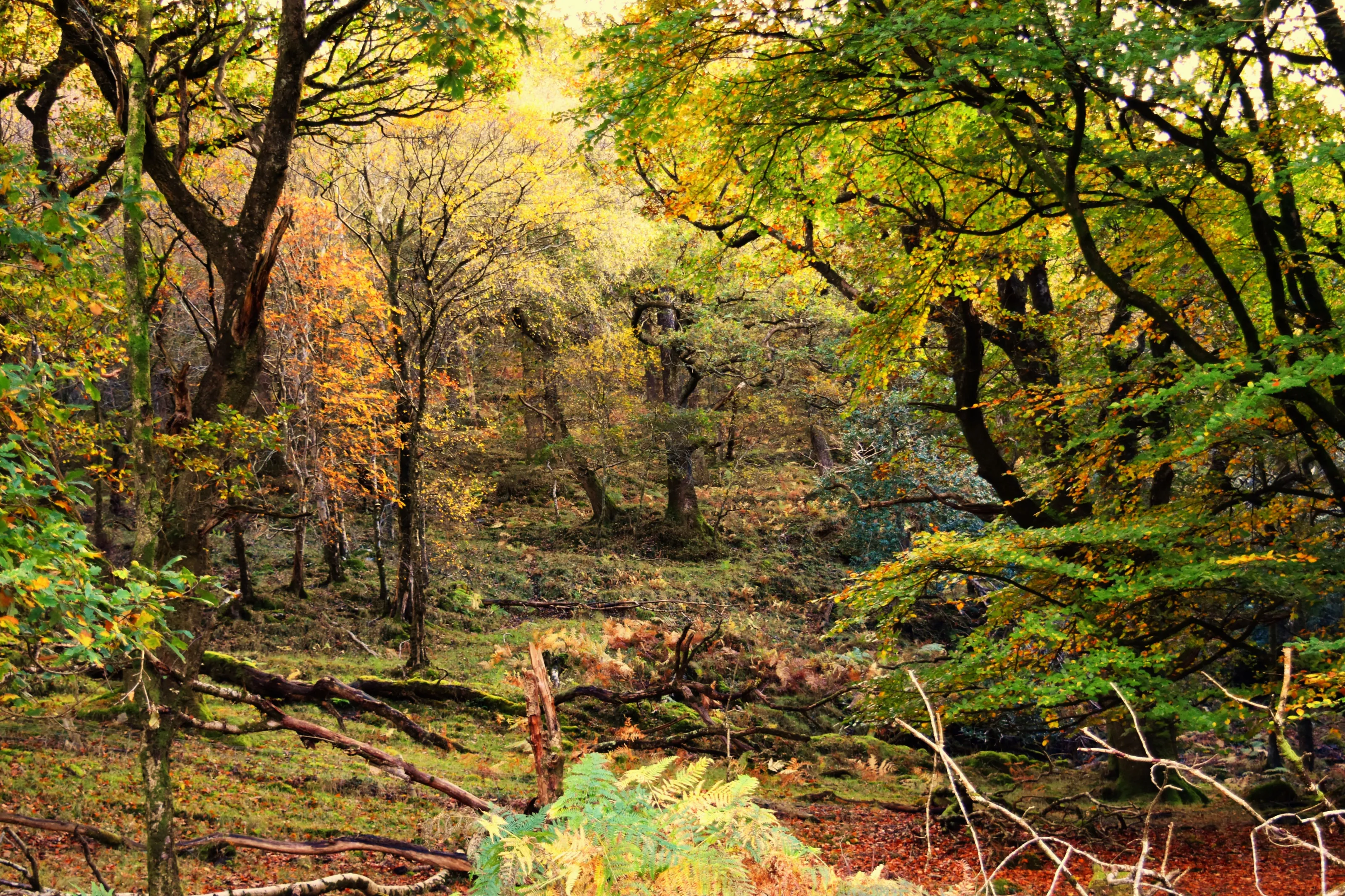 Forests (in colour)