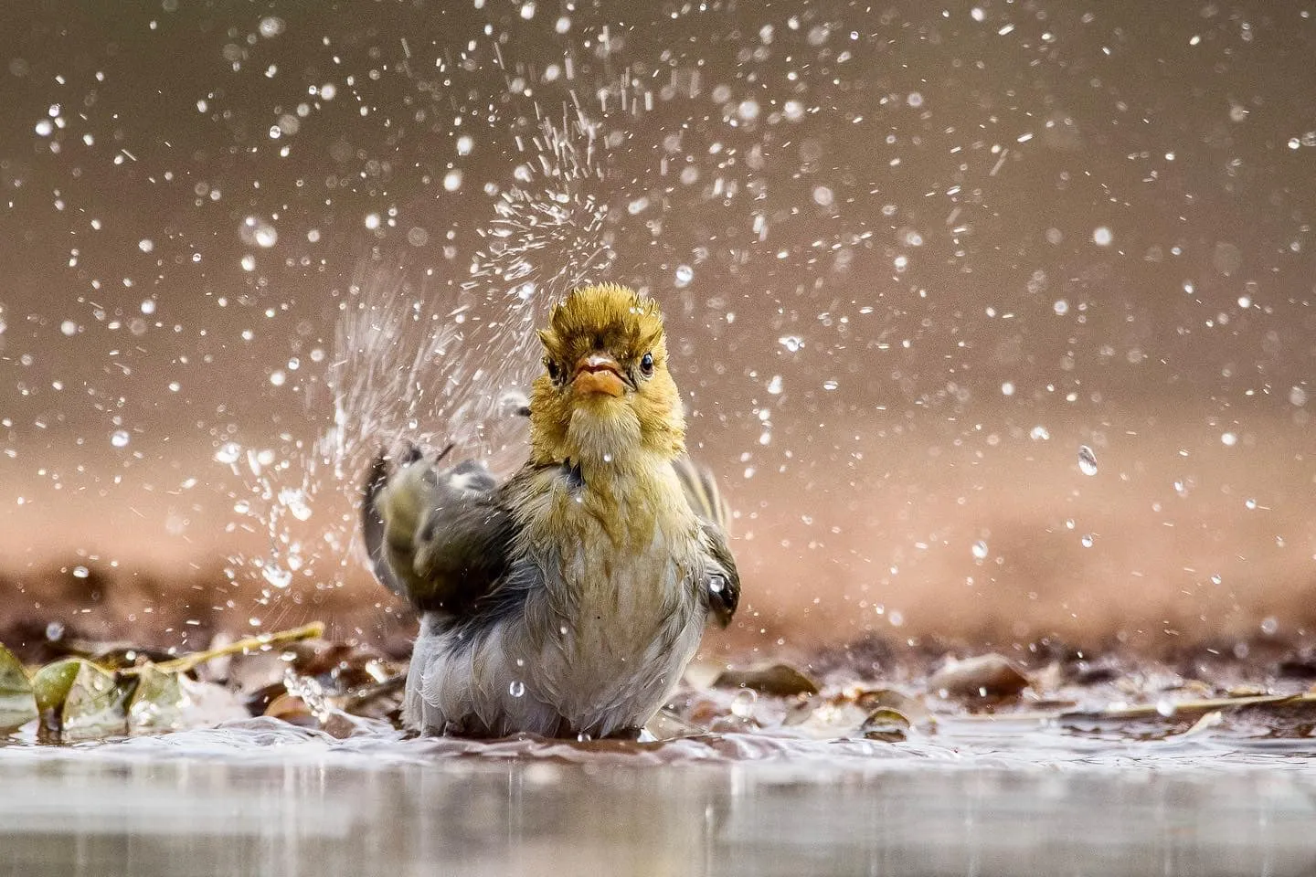 People or Animals Getting Splashed by Water