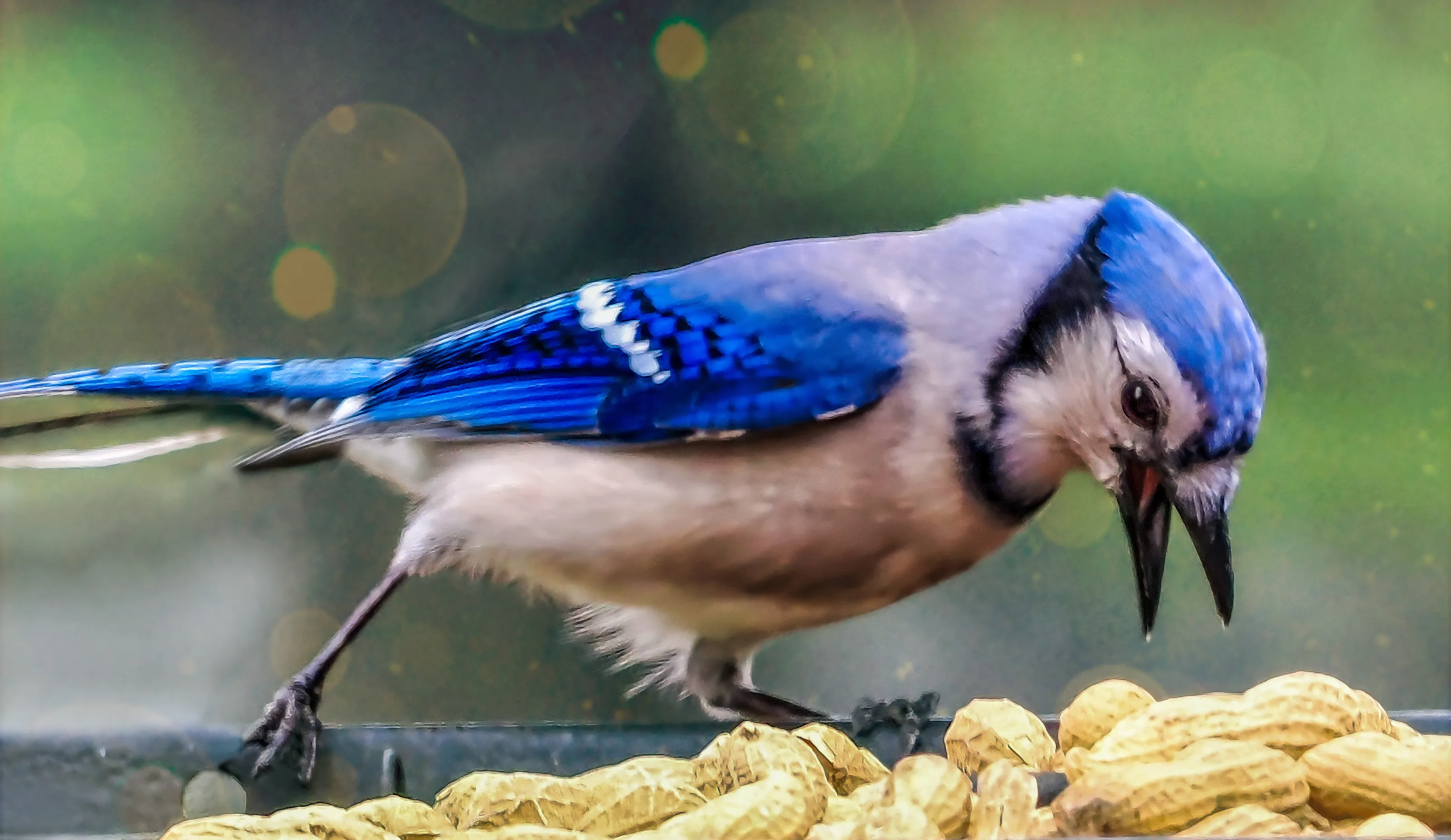 Jays (in colour)