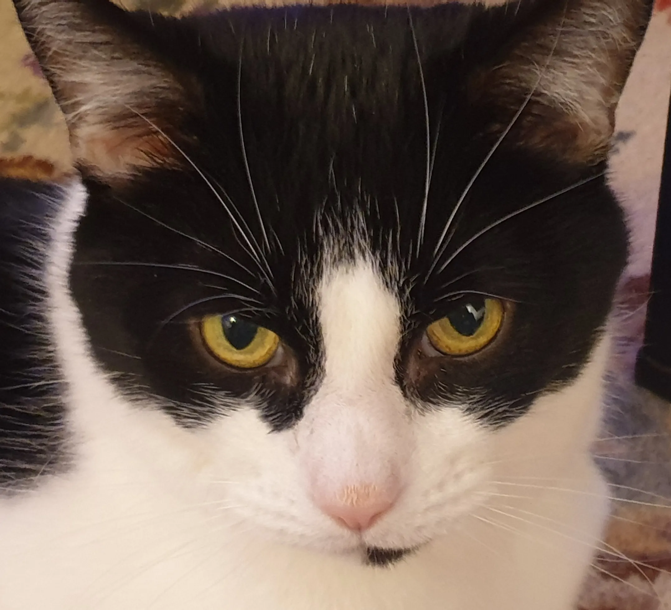 Cats with Black and White Fur (in colour)
