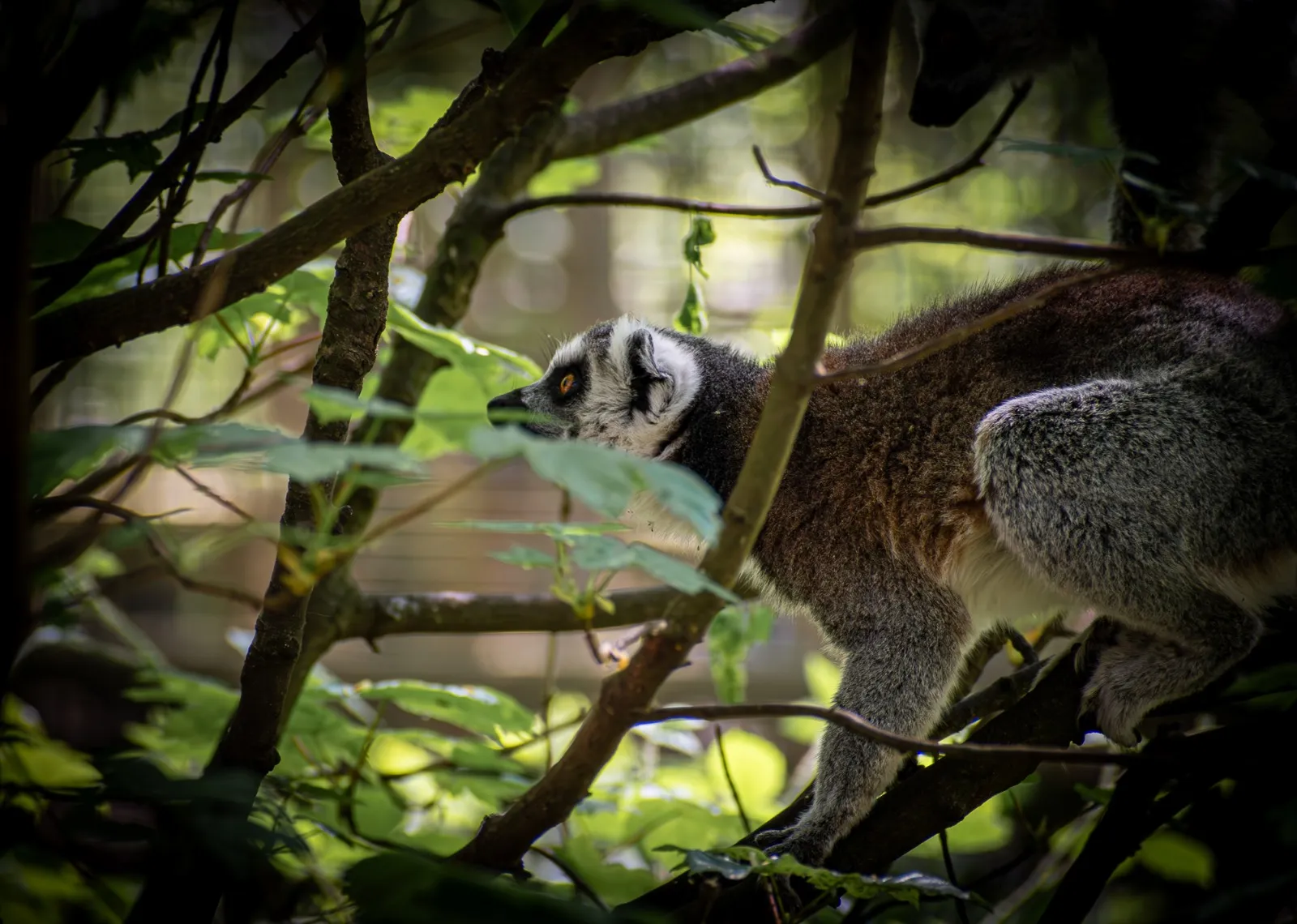 Animals in Trees (not humans)