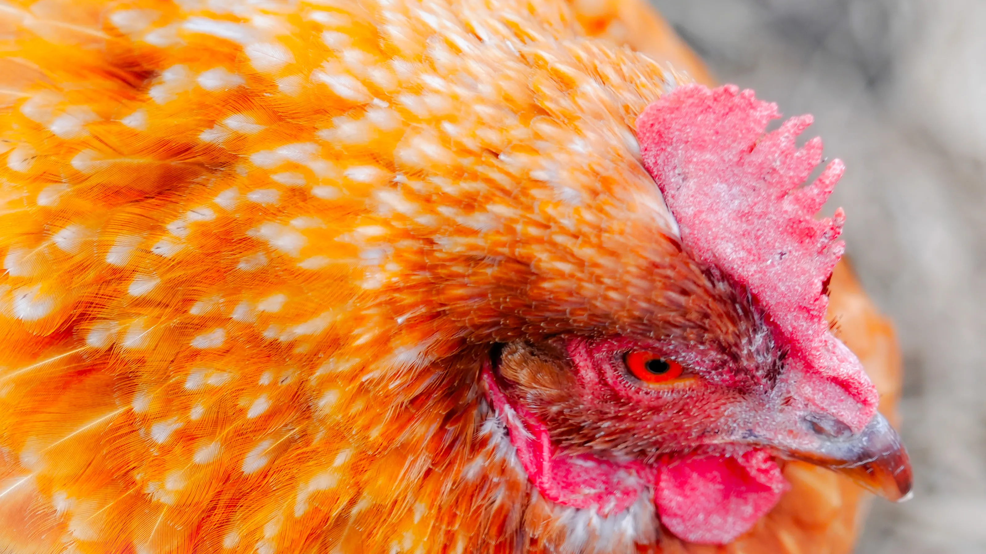 Chickens (in colour)
