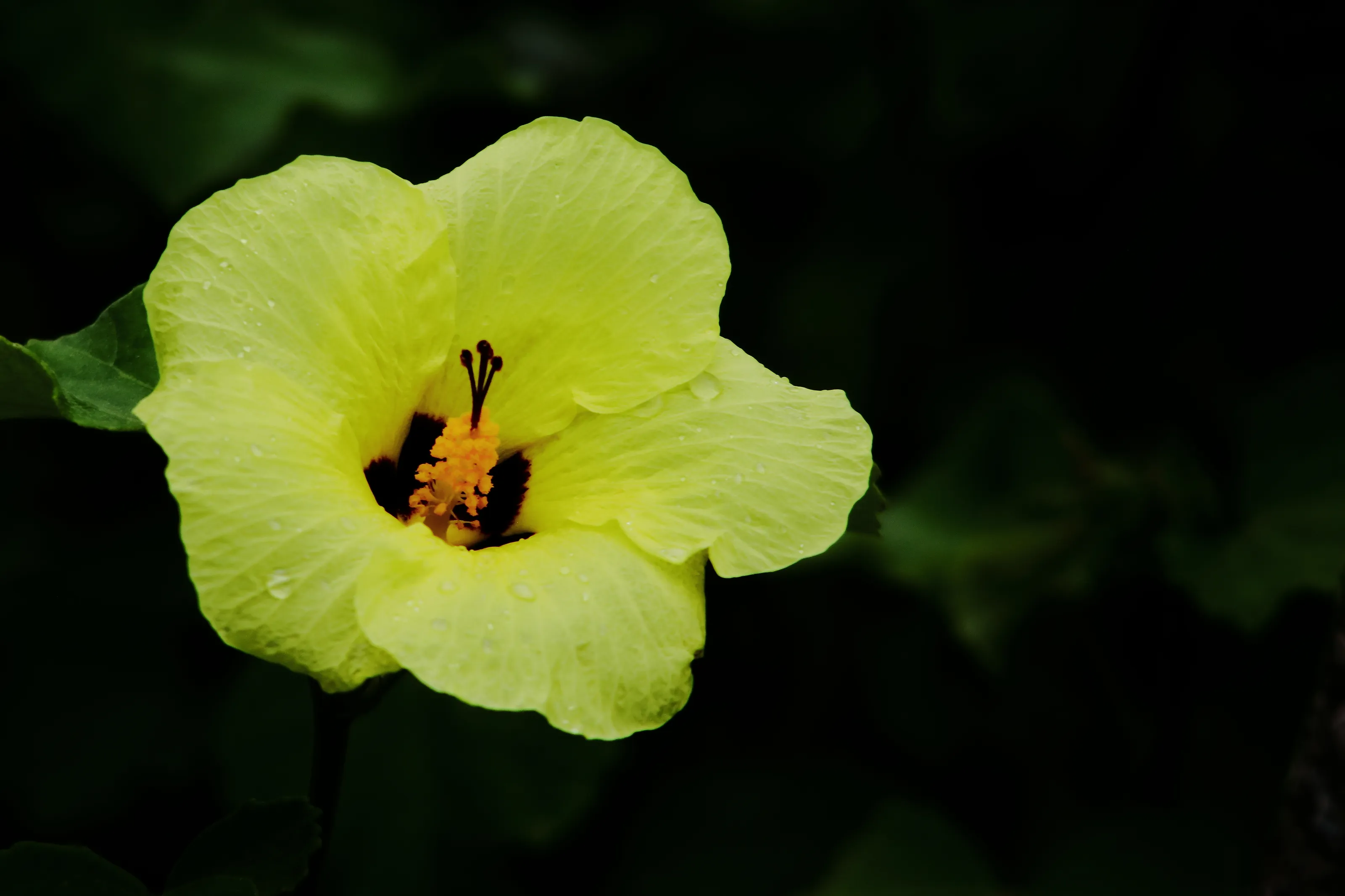 Hibiscus Flowers (in colour)