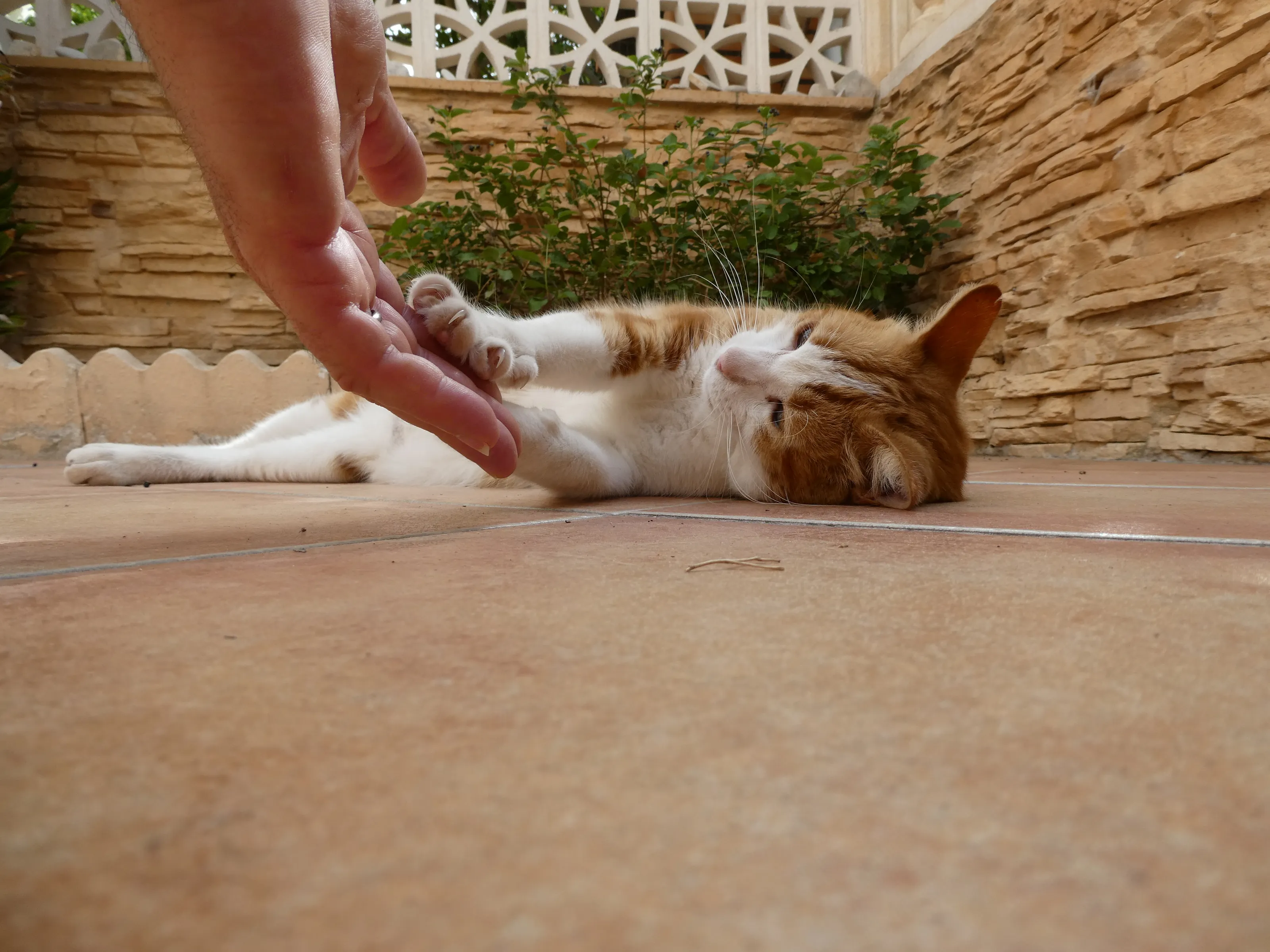 One Pet Looking Cute