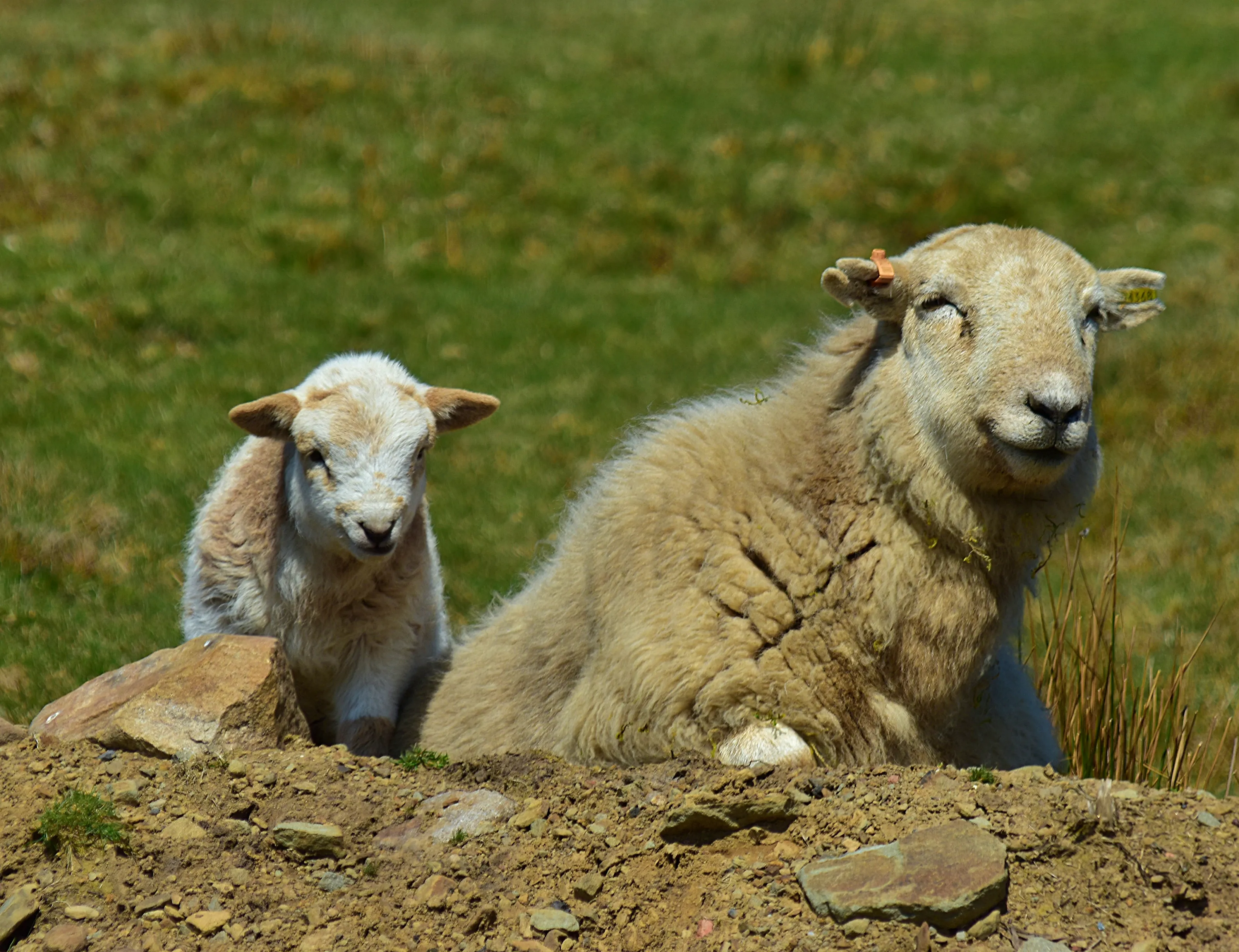 Adult and Young Animals Together (not humans)