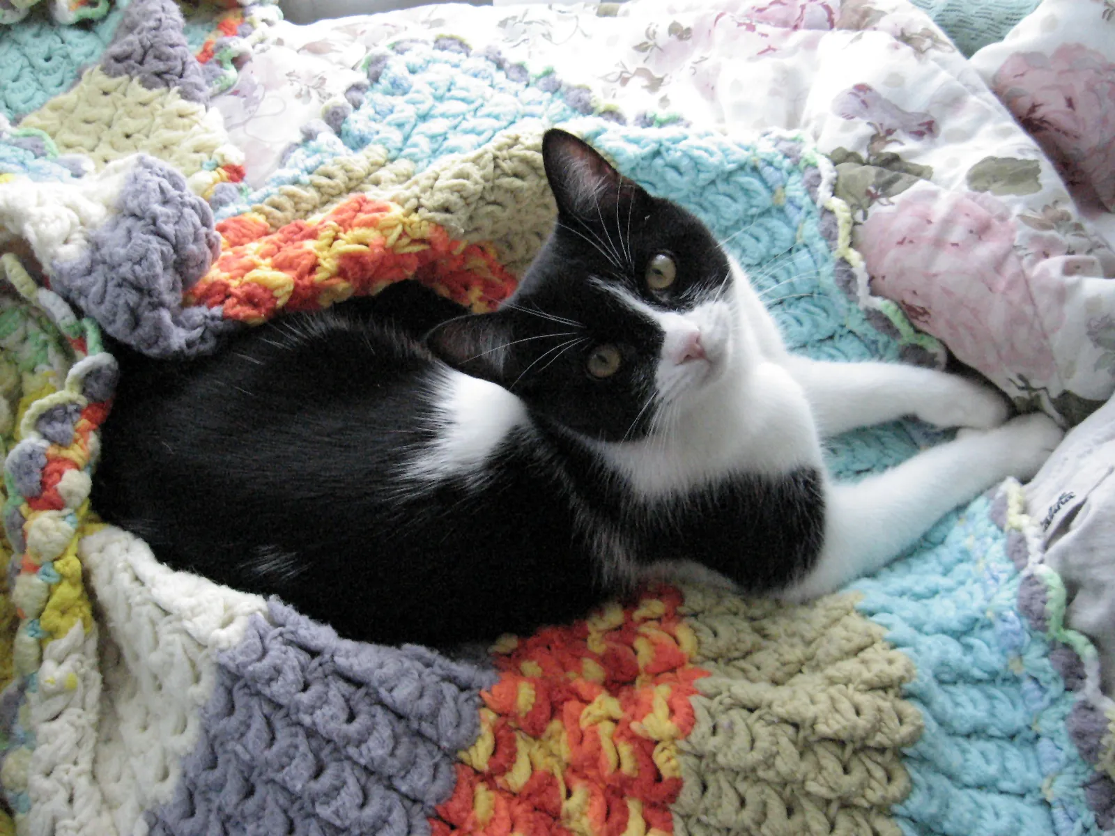 Dogs and Cats with Blankets