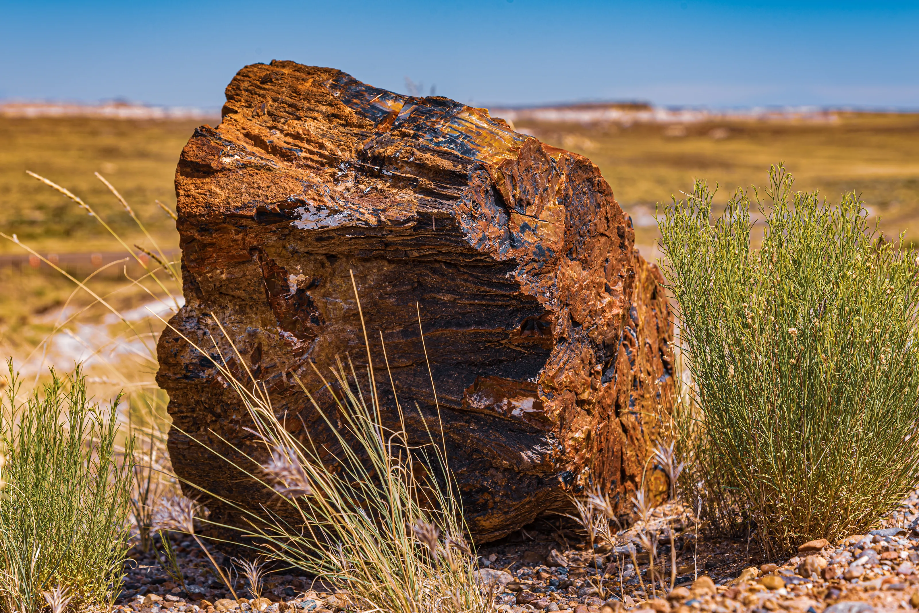 Real Fossils (in colour)