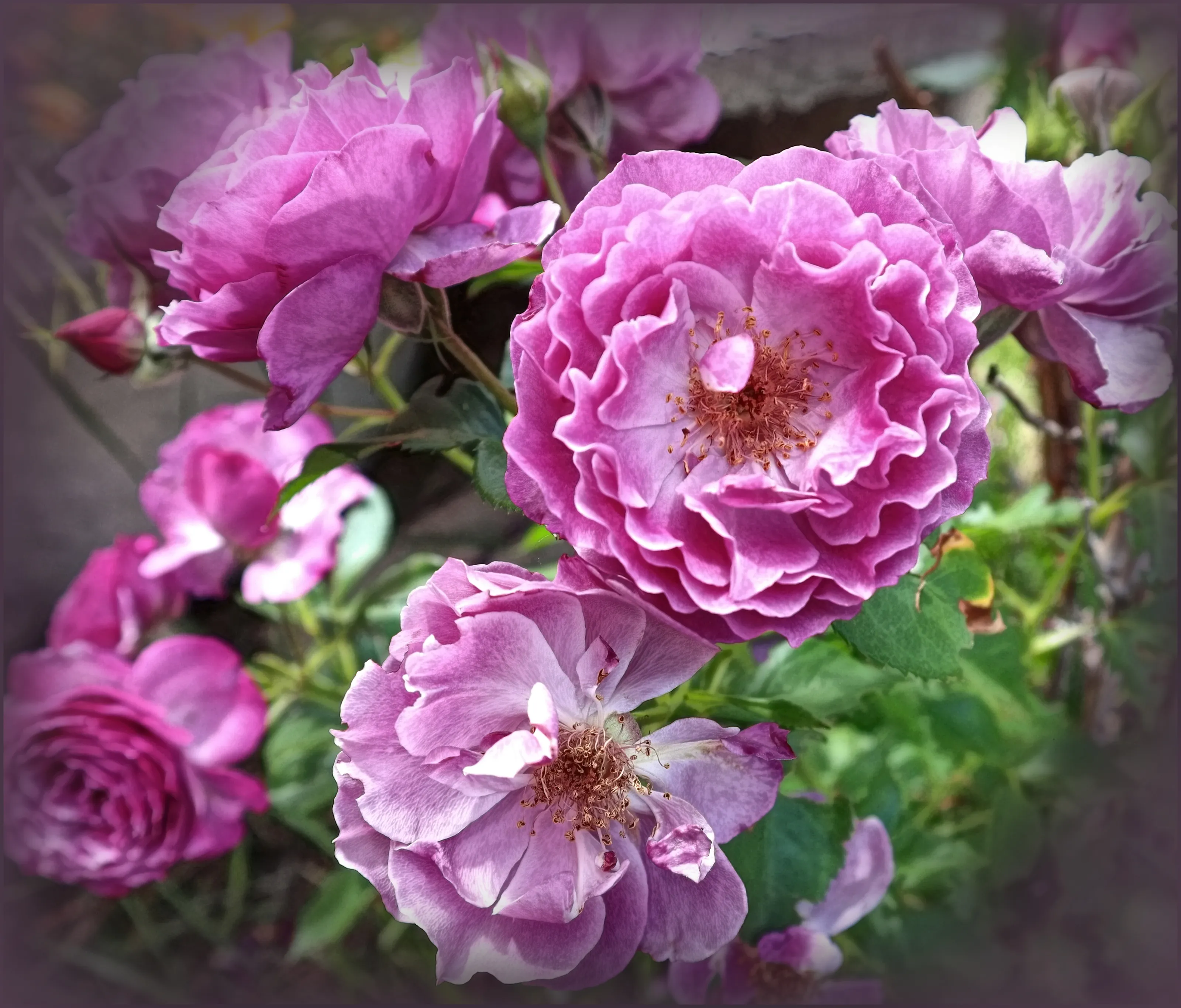 Pink Flowers (in colours)