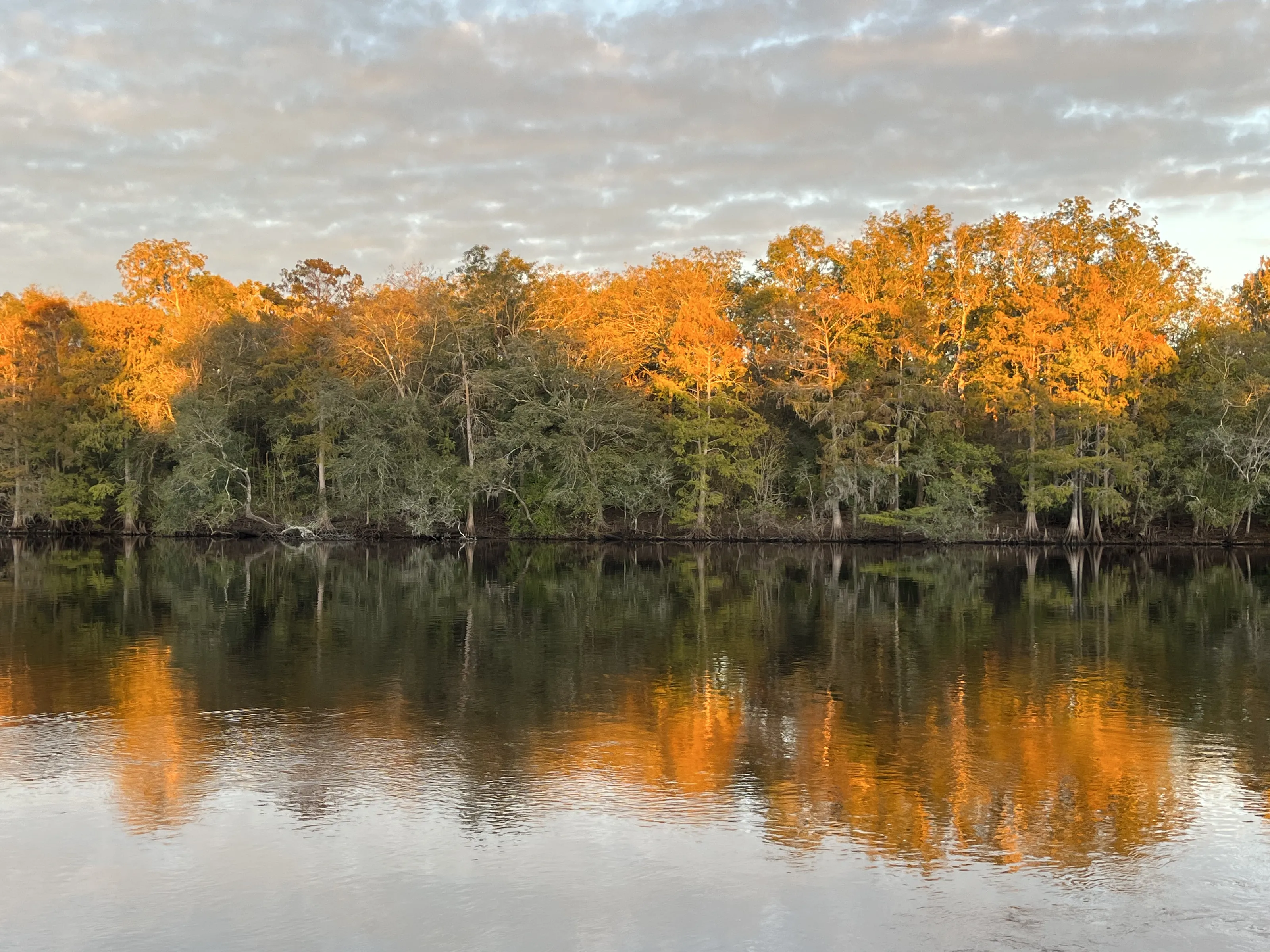 Reflections of Trees in Water (in colour)