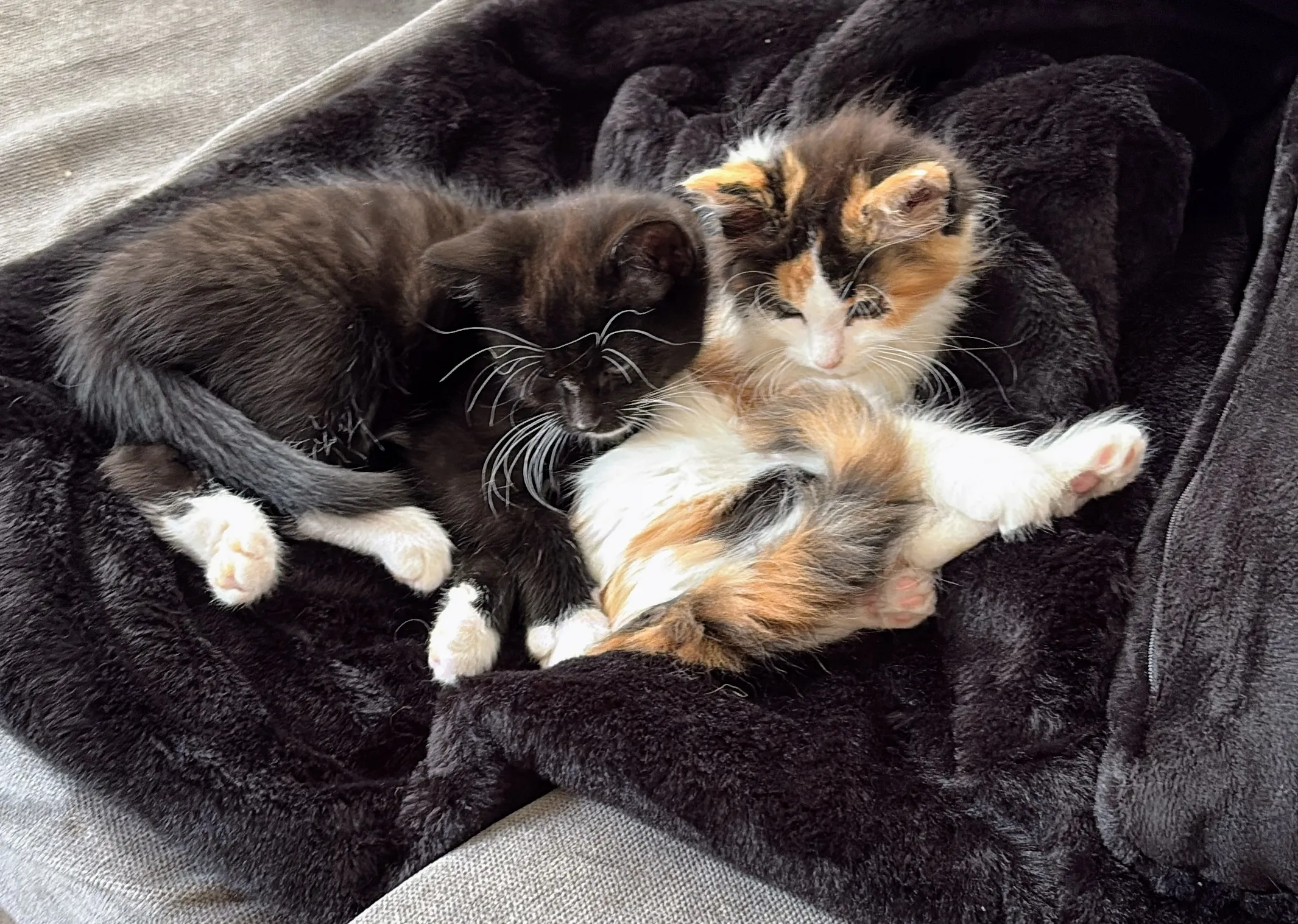 Kittens