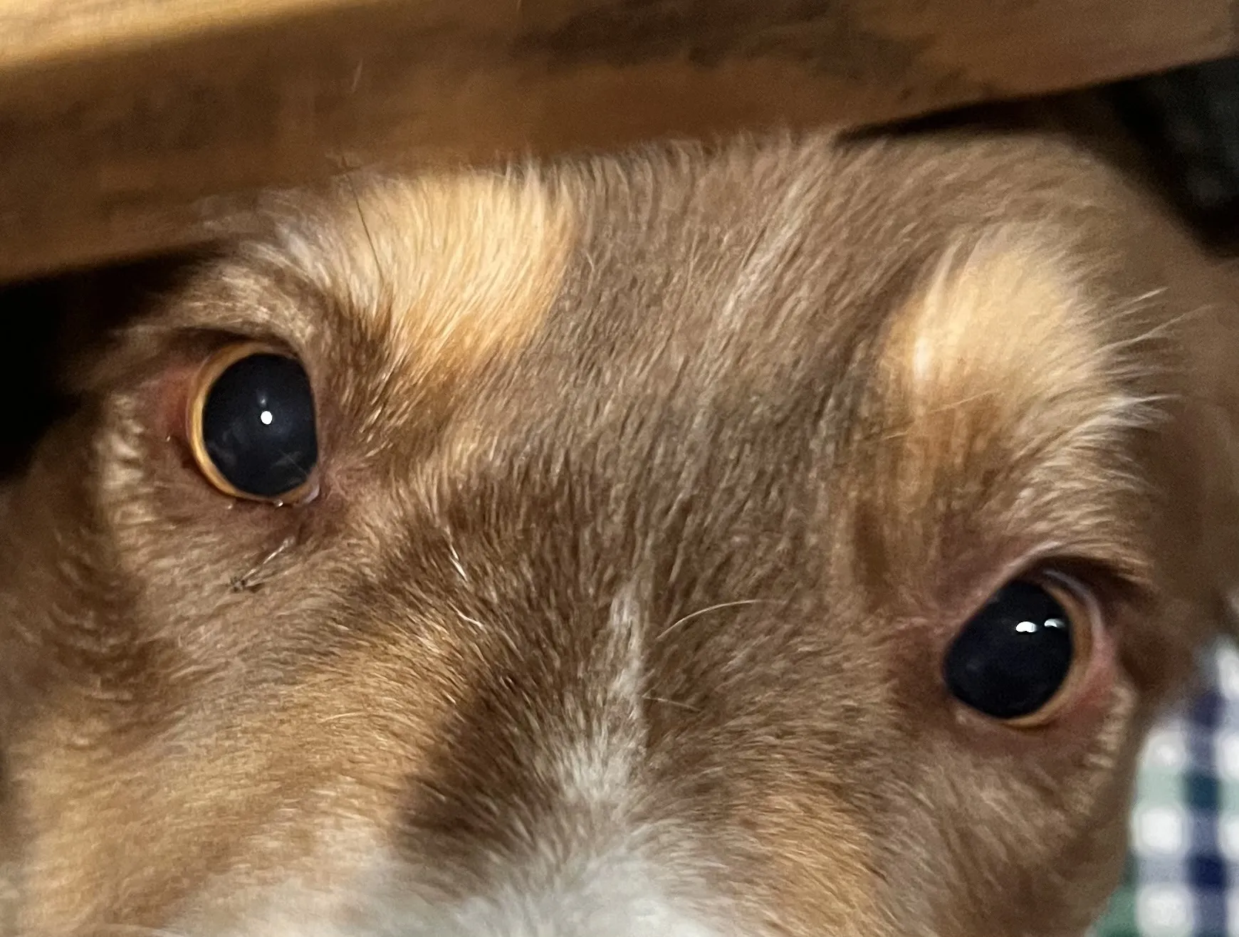 Eyes of Living Animals (not humans)