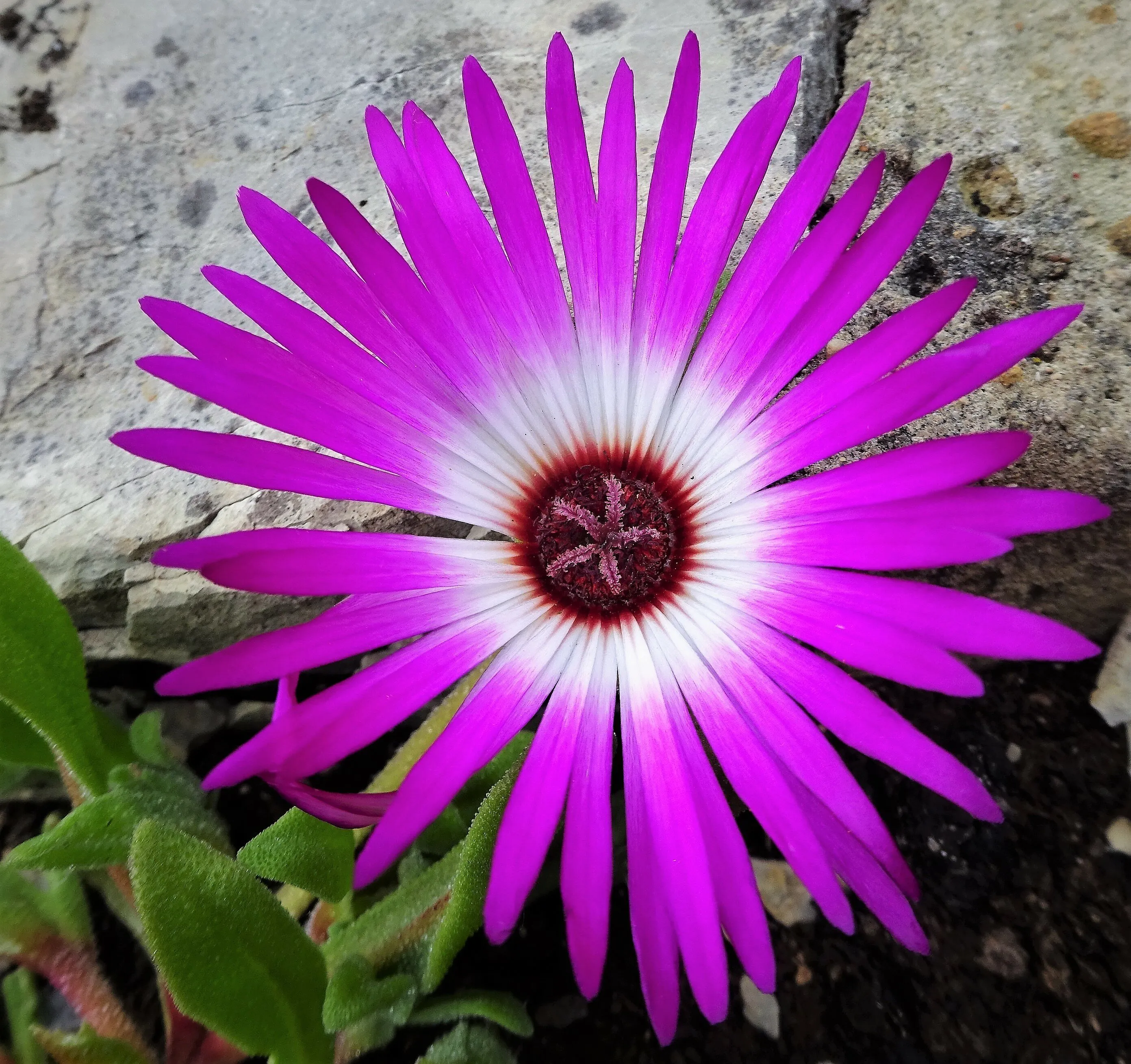 Bi-Coloured Flowers (in colour)