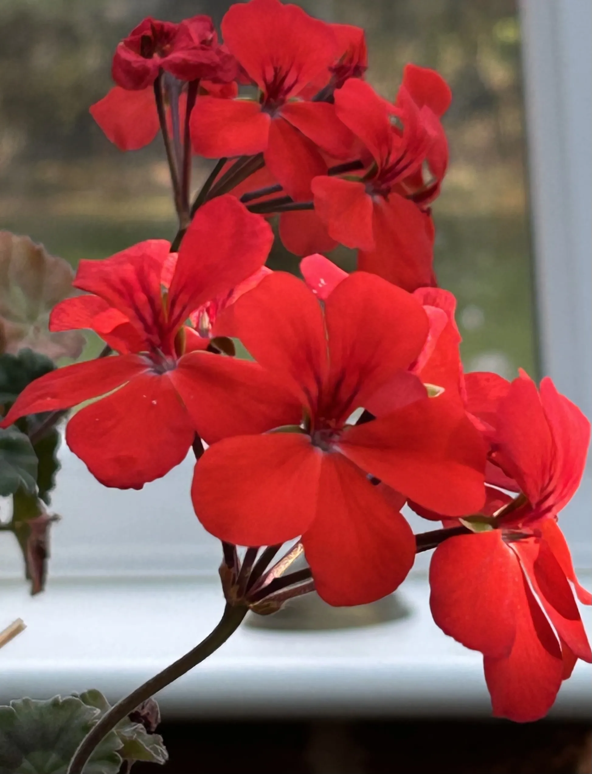 Geranium Flowers (in colour)