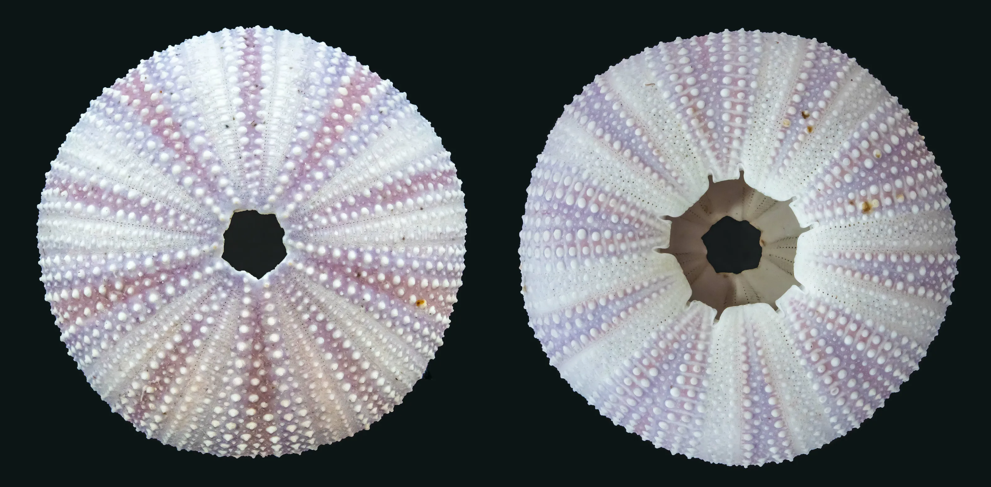 Top and Bottom of the Same Subject