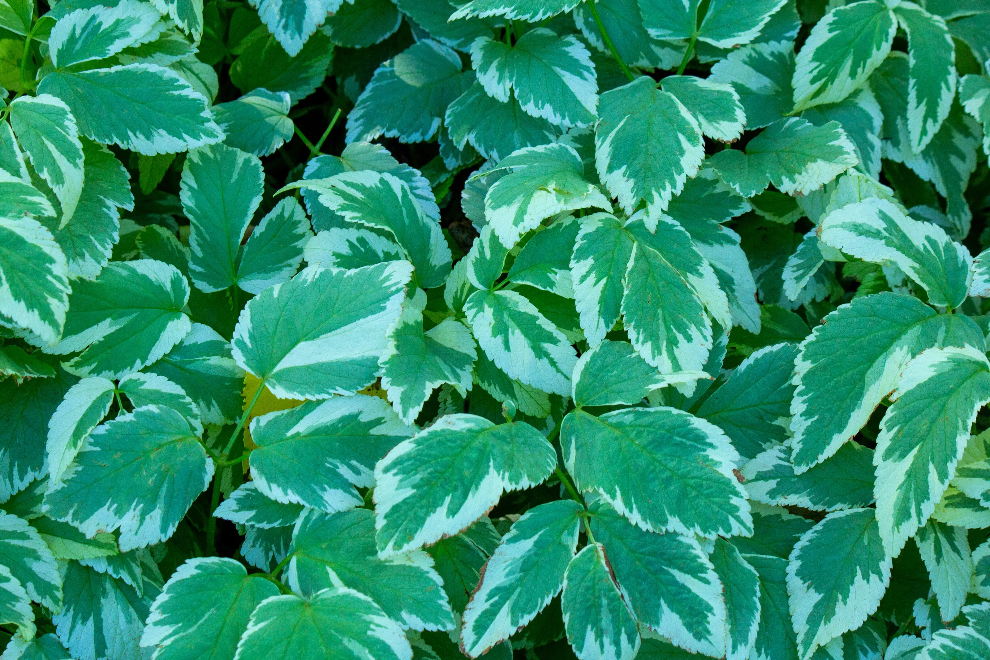 Variegated Leaves