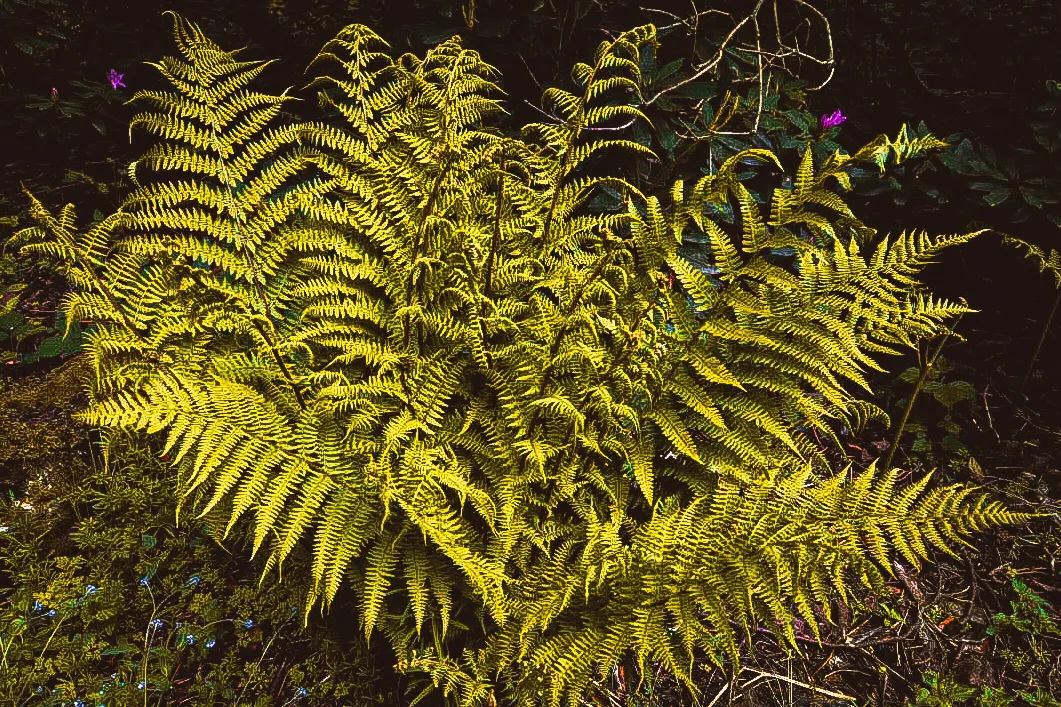 Ferns
