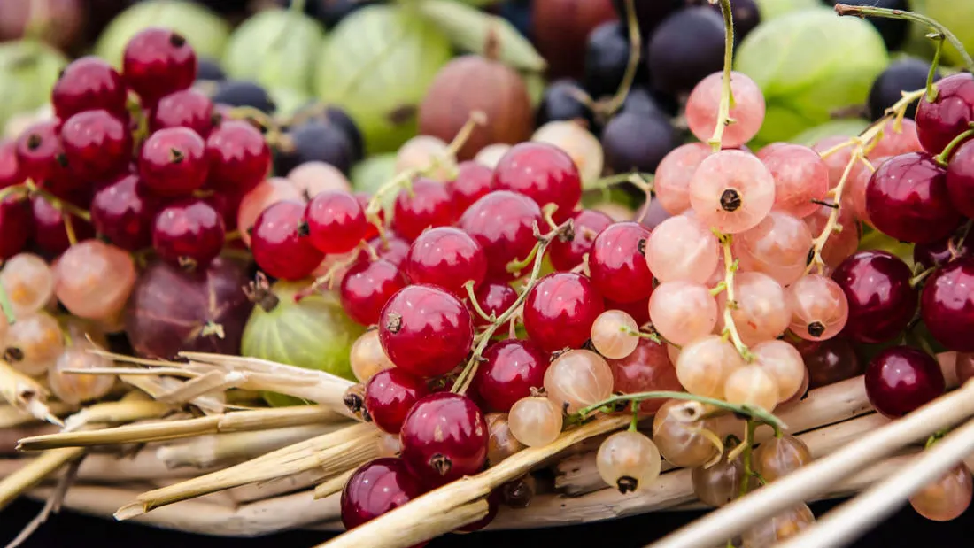 Seeds & fruit