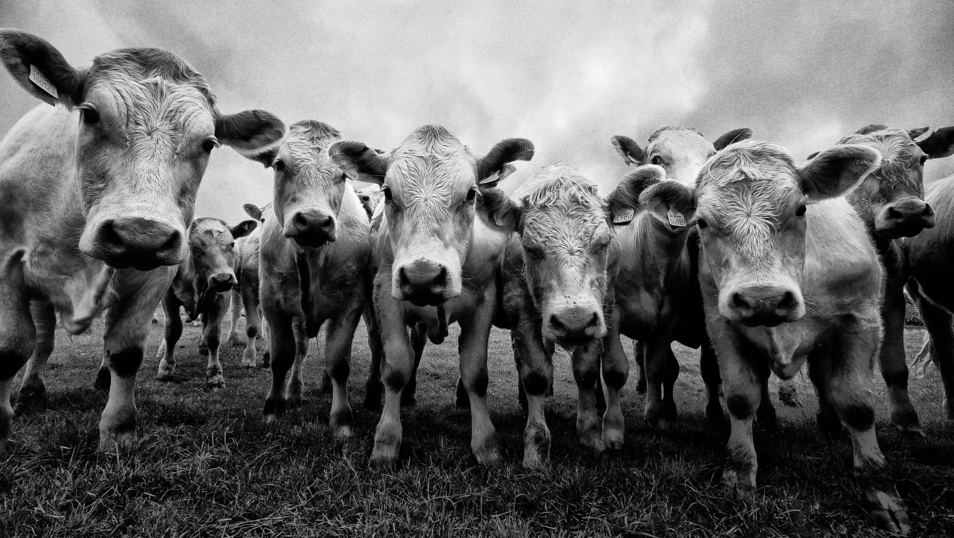 Animals