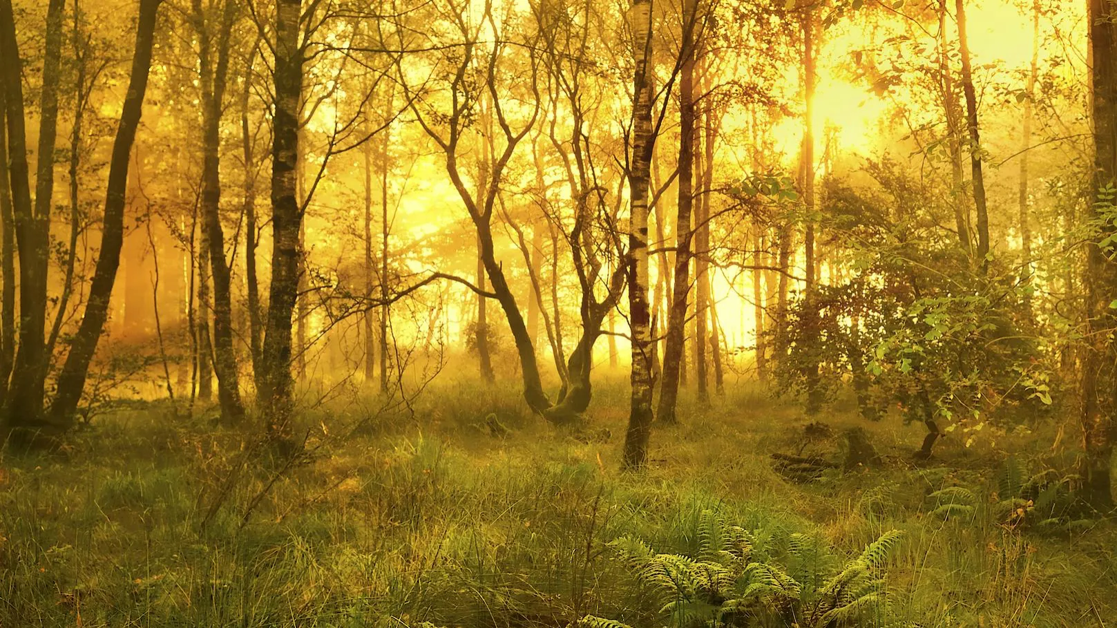 The colour yellow