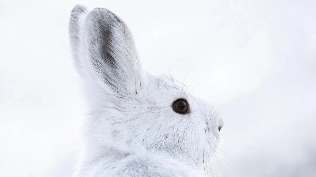 The colour white