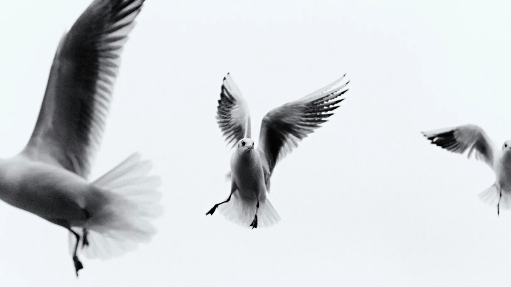 Birds