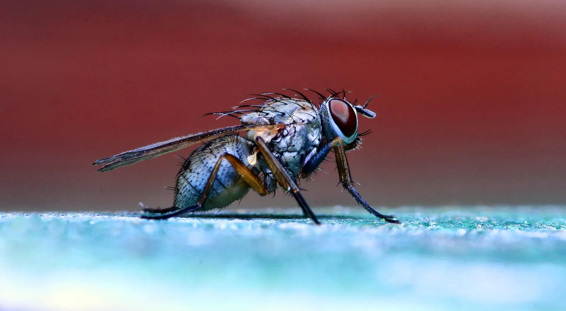 Macro