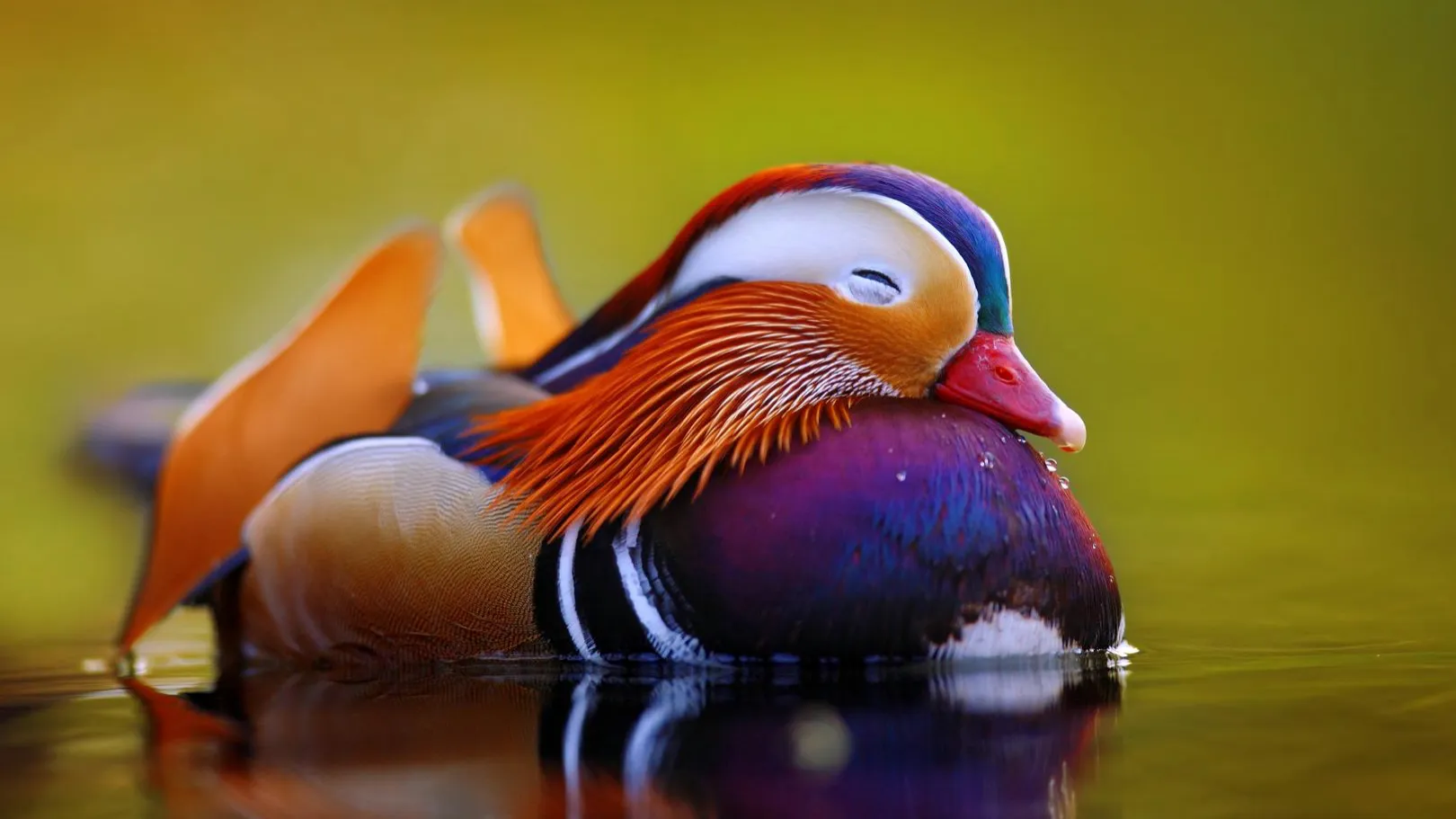 Wildlife