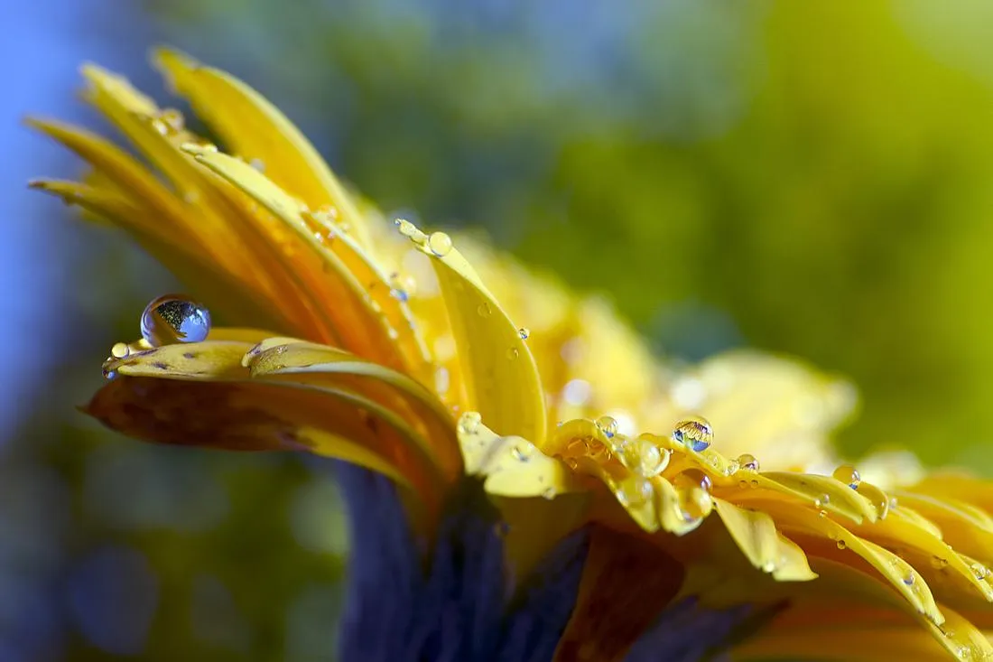 Macro