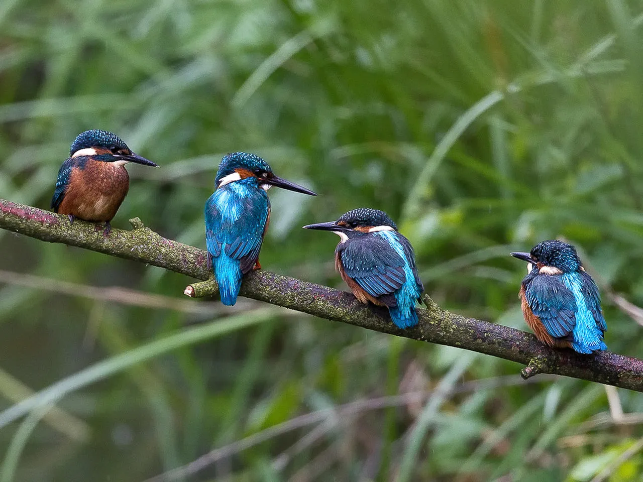 Birds