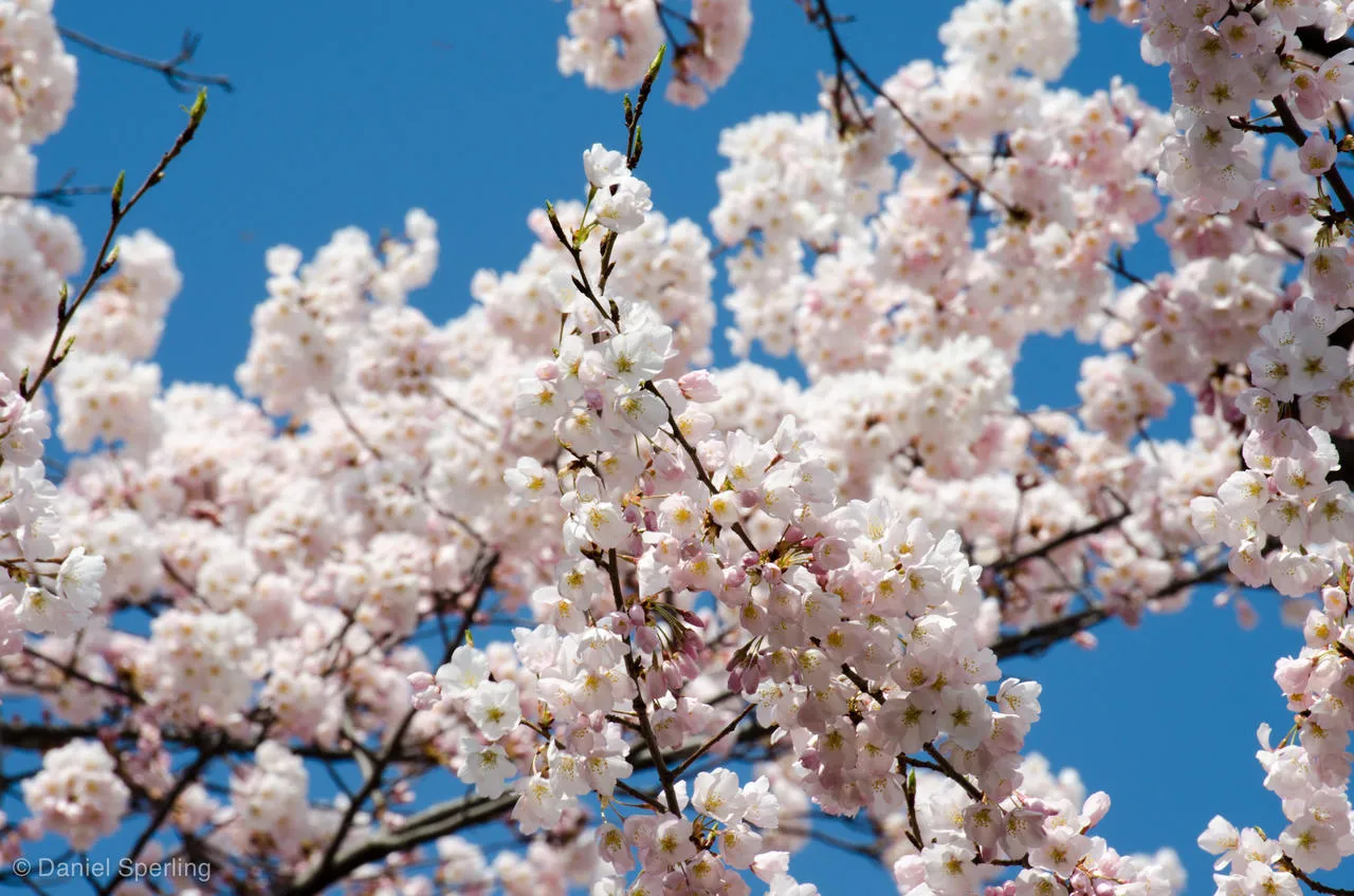 Spring