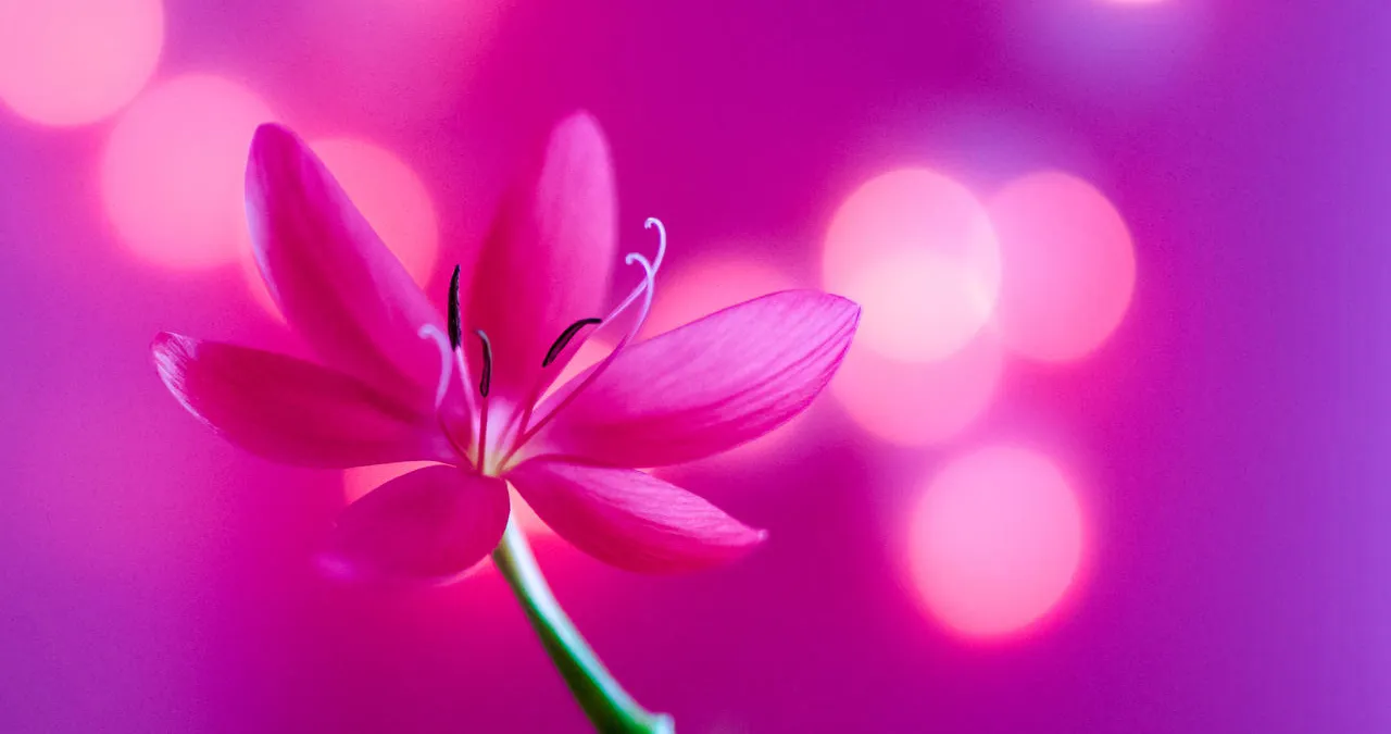 The colour pink