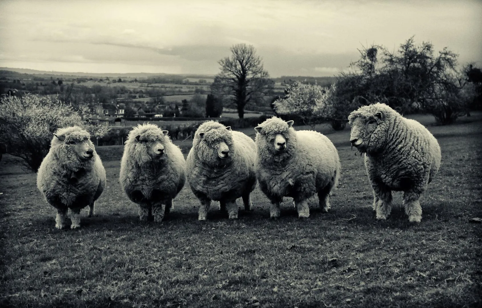 Farm animals