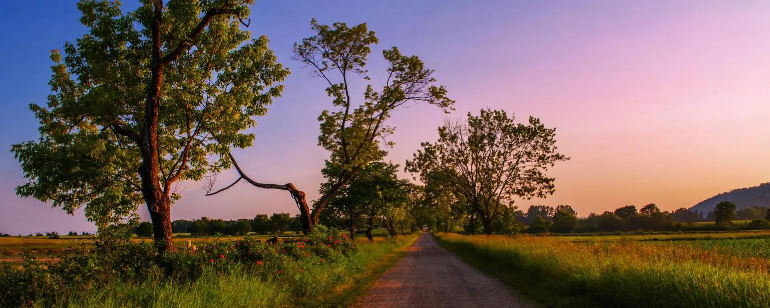 Summer landscapes