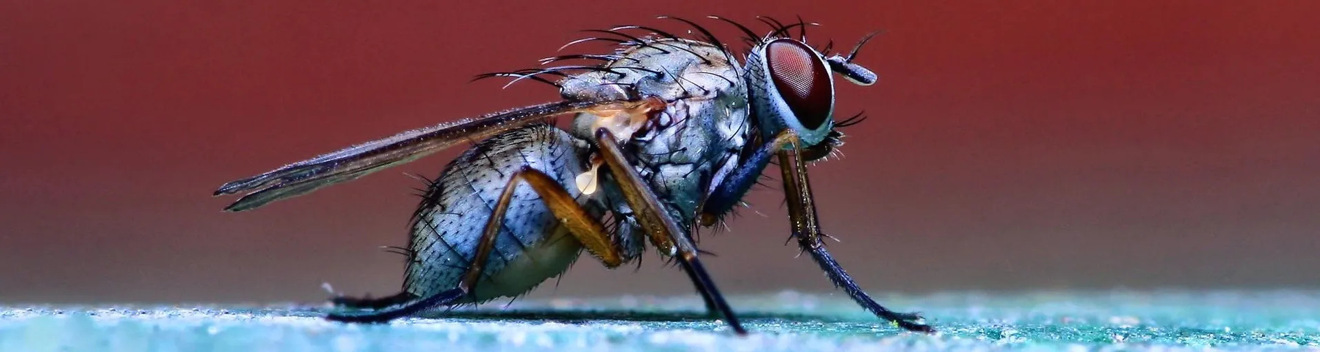 Bugs