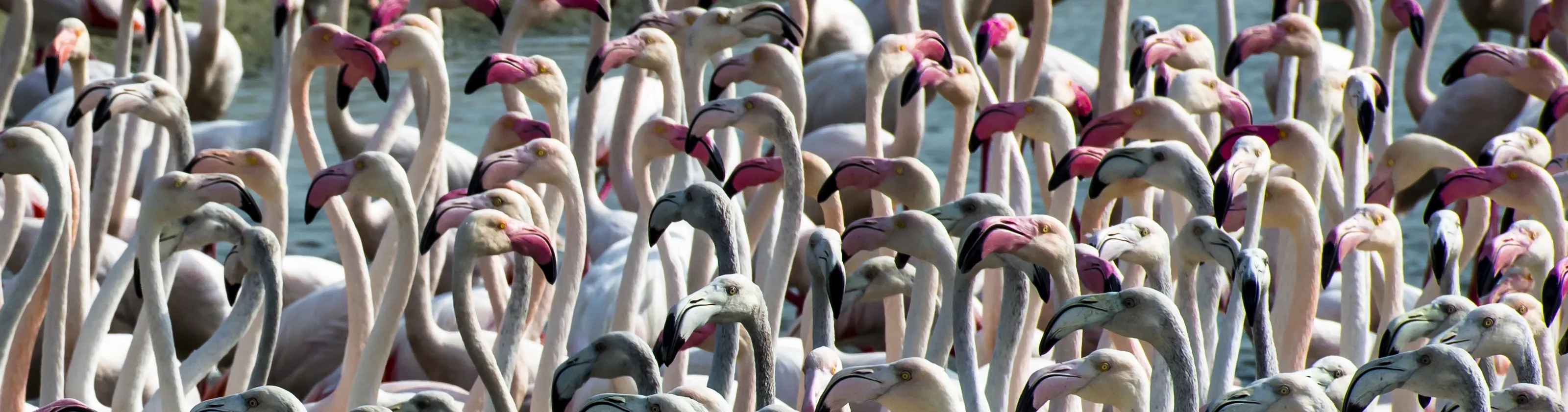 Wildlife