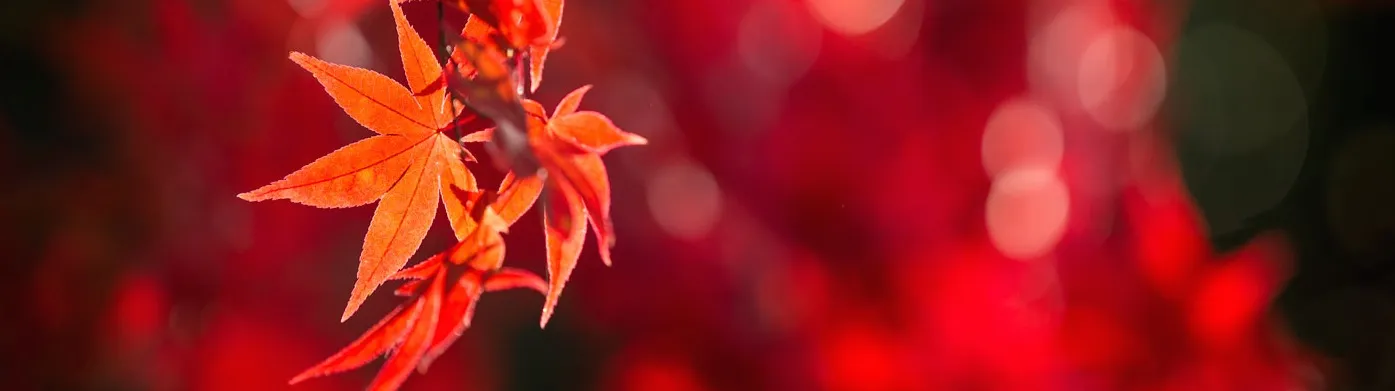 Autumn colours