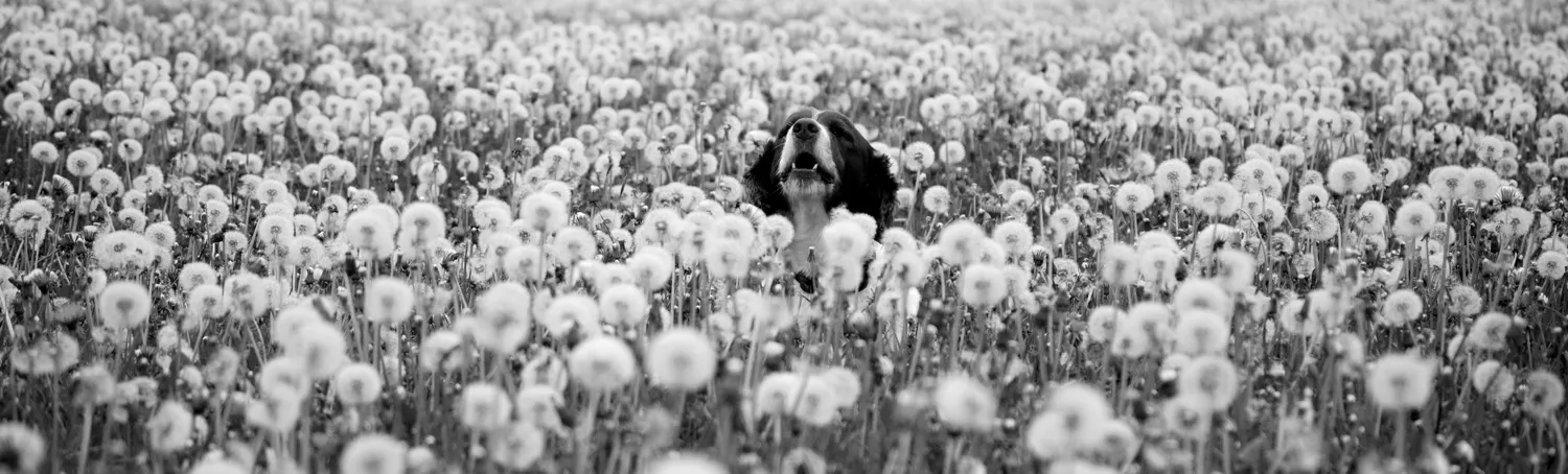 Pet portraits