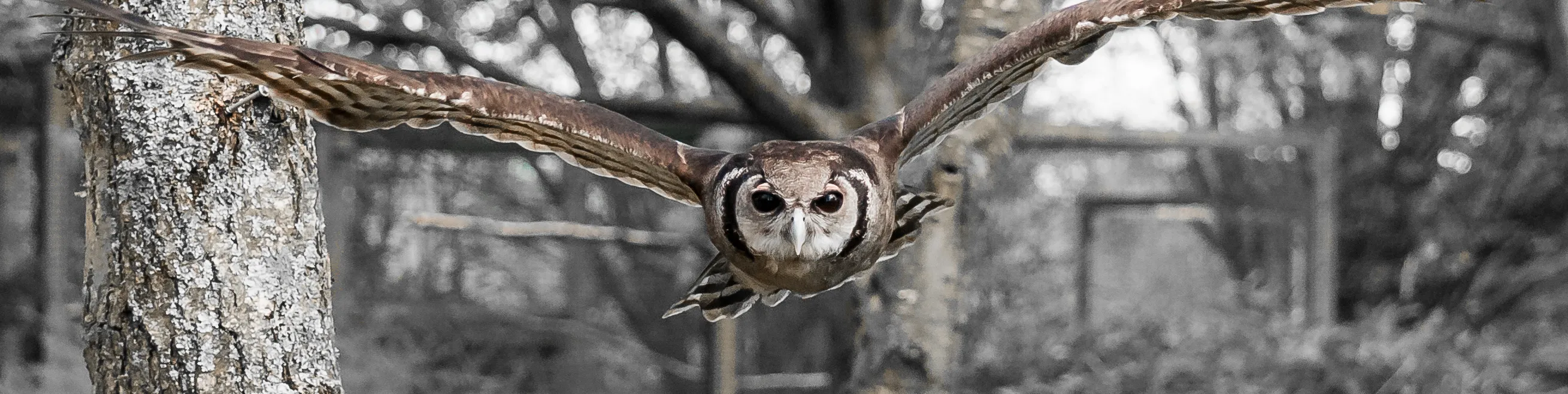 Owls