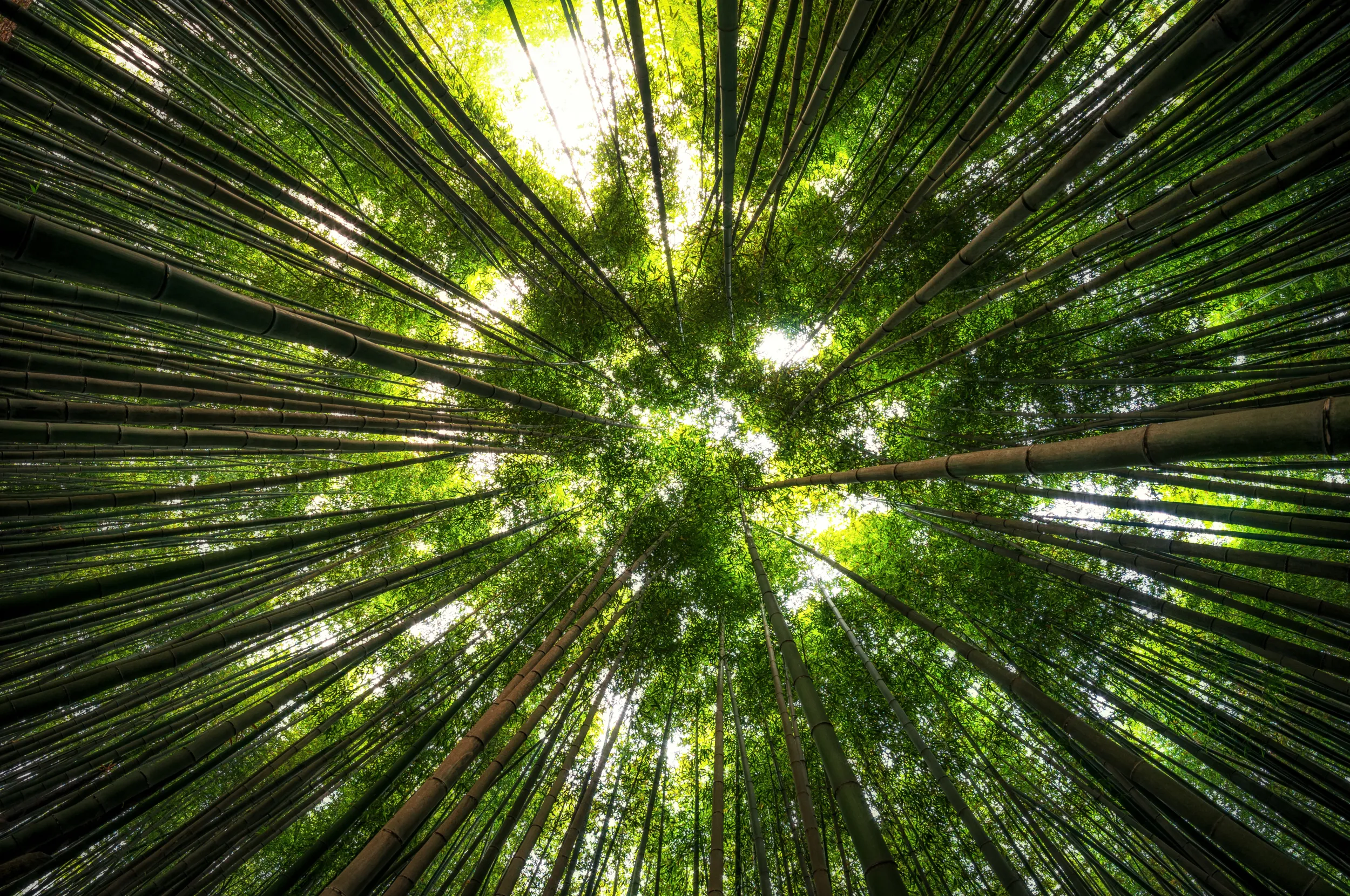 The life of trees