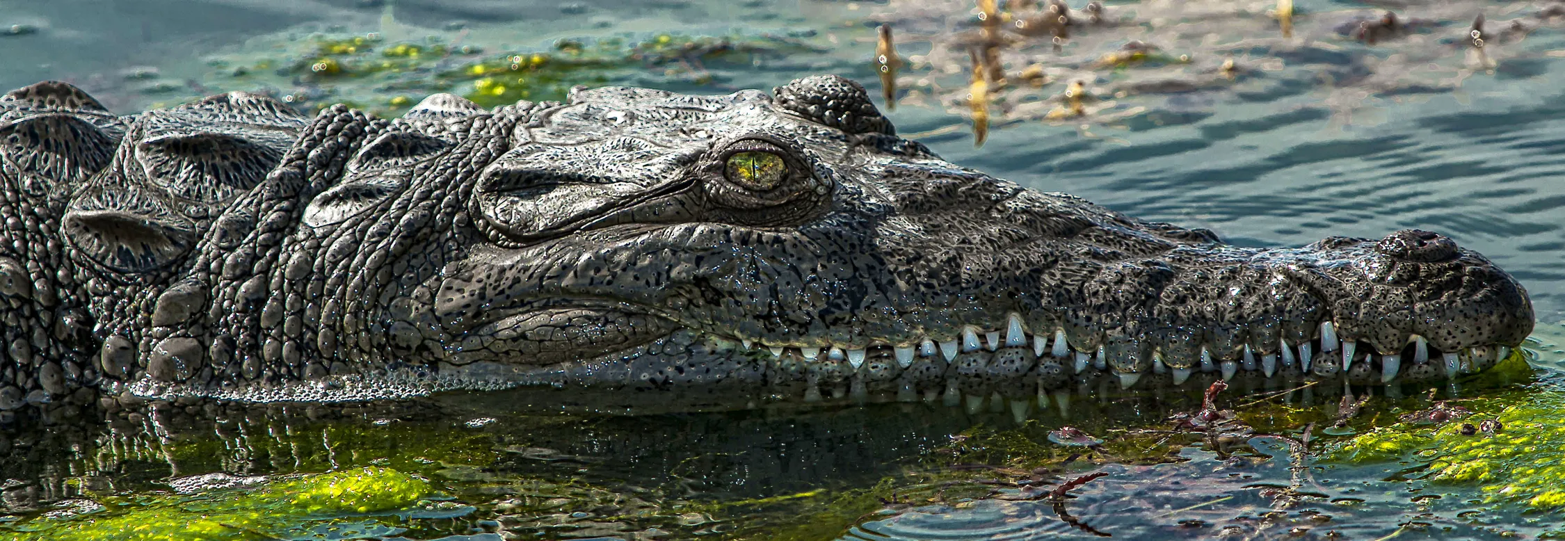 Predators