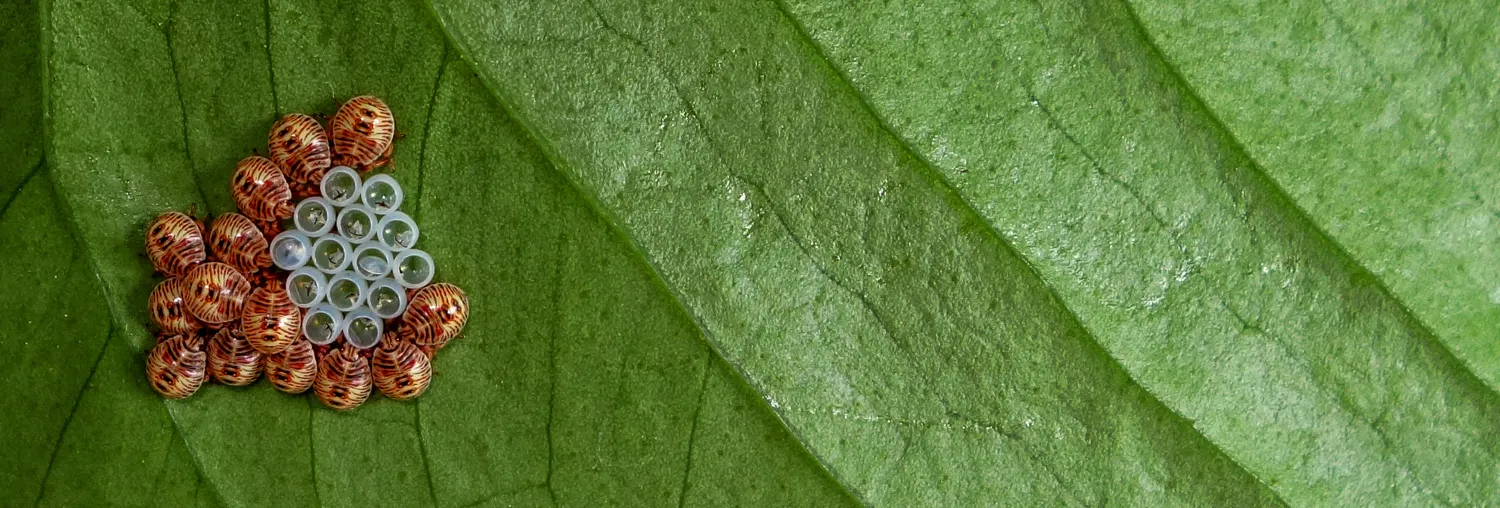 Tiny things