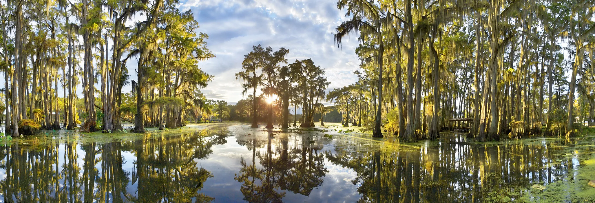 Swamps and marshlands