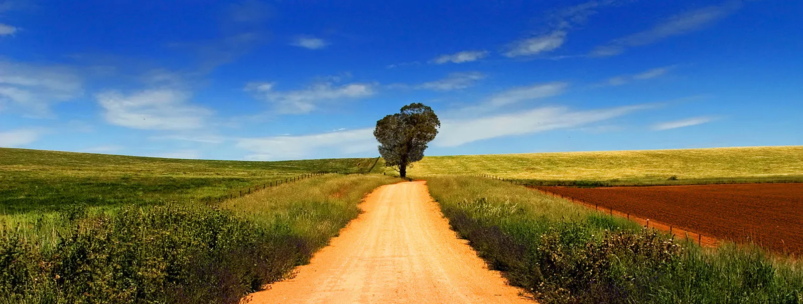 Summer landscapes