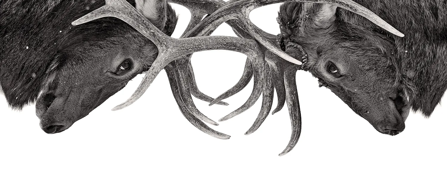 Wildlife in black and white