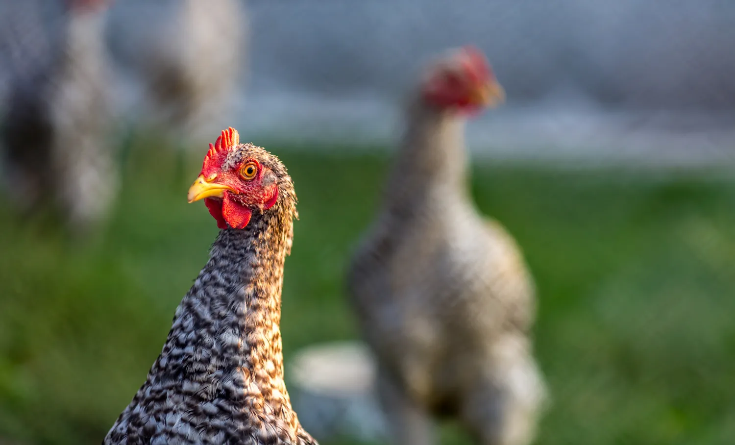 Chickens