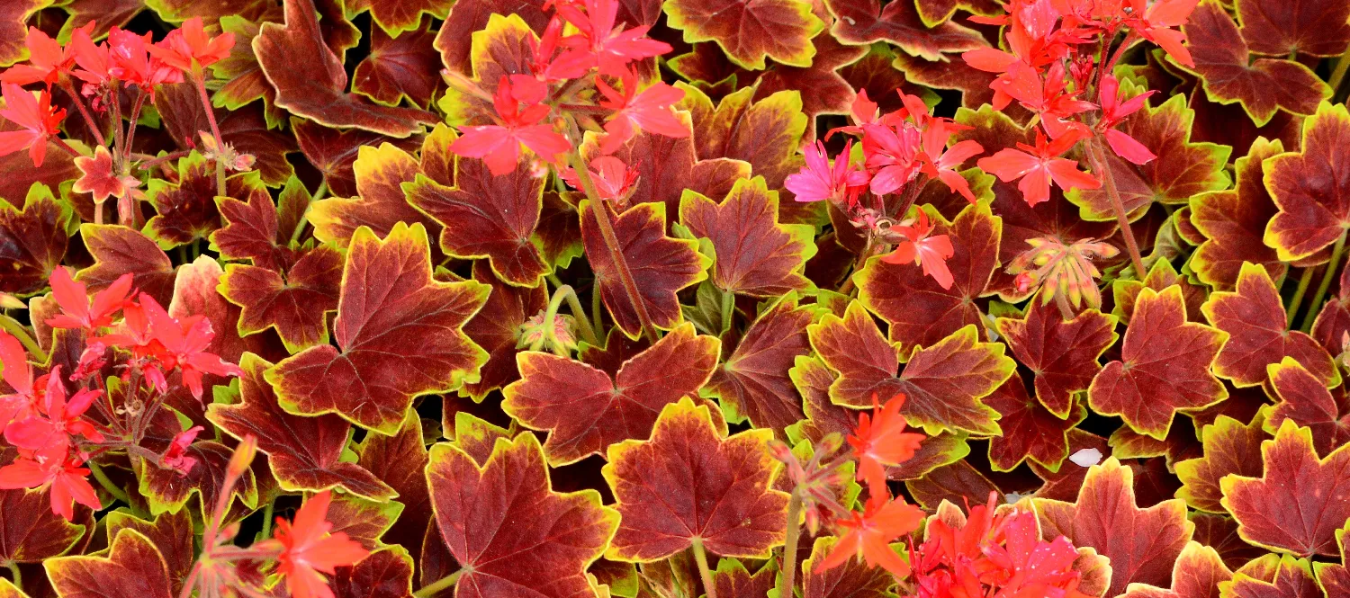 Leaves